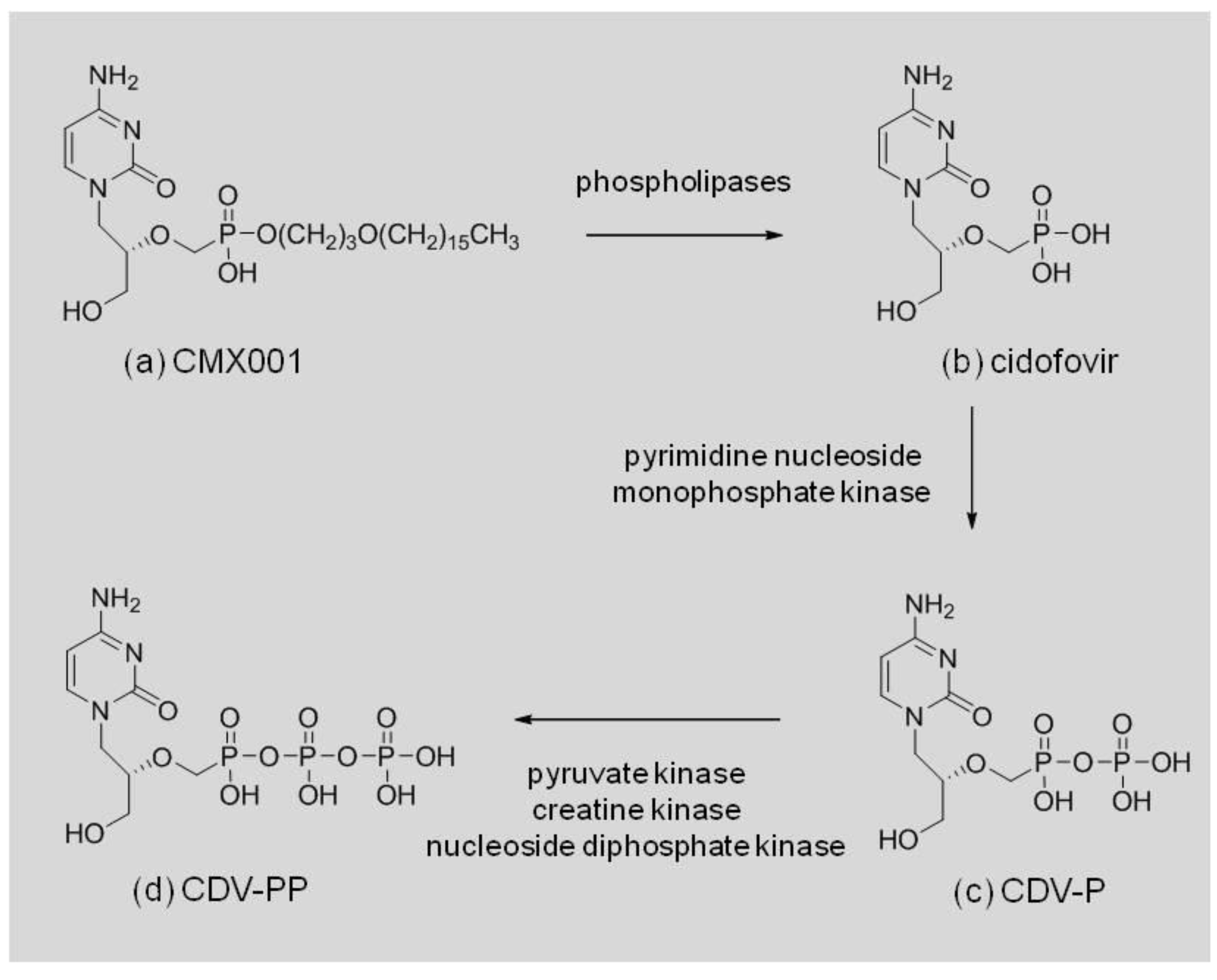 Viruses 02 02740 g001