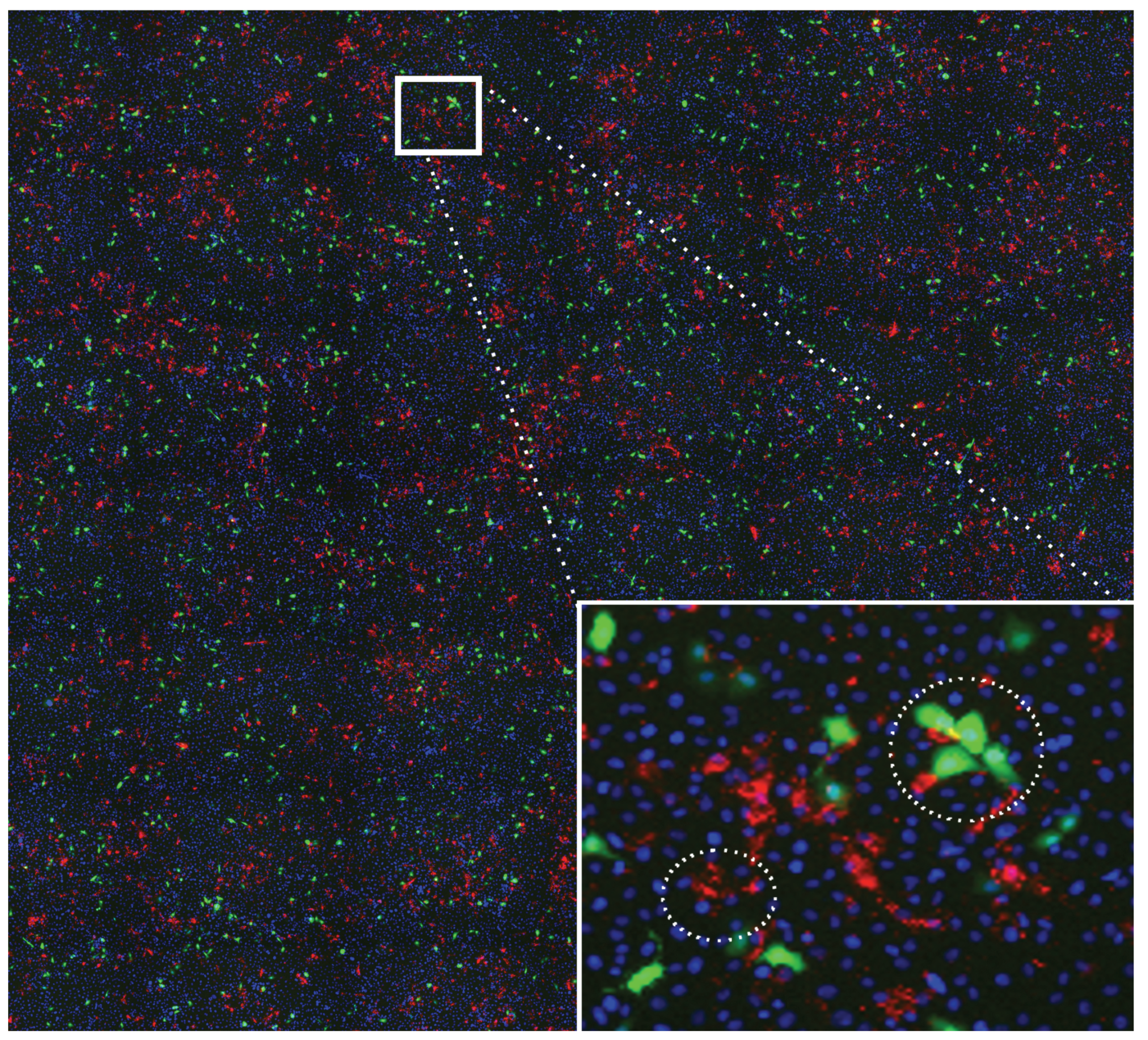 Viruses 02 02782 g001