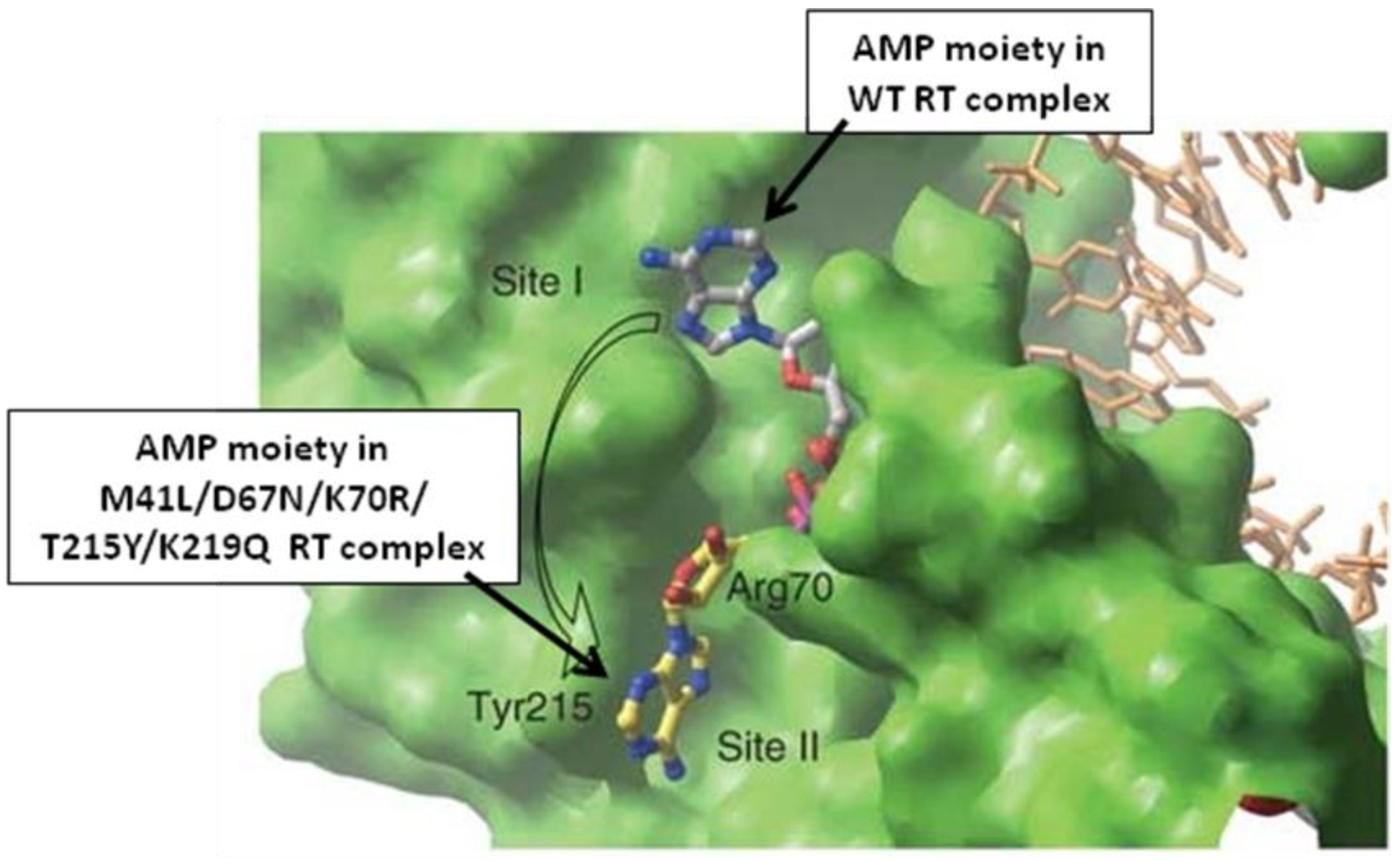 Viruses 03 00020 g001 Viruses 03 00020 g001