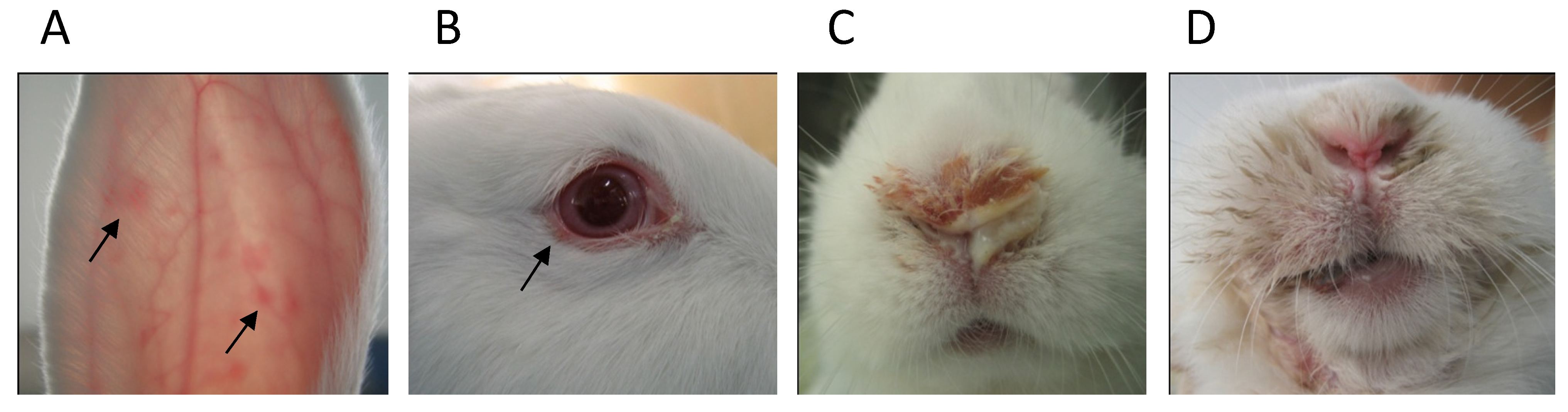 Viruses 03 00047 g007