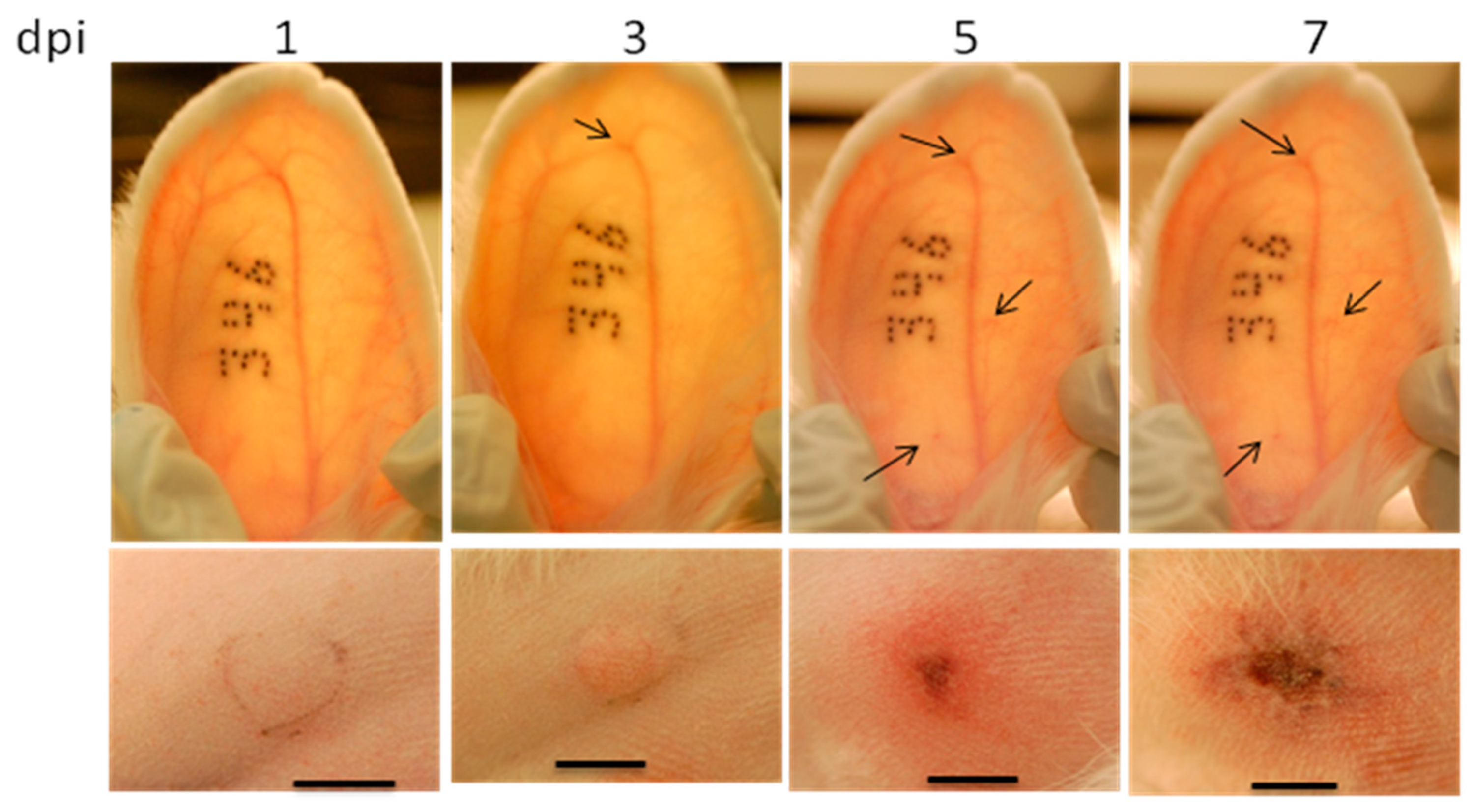 Viruses 03 00063 g003