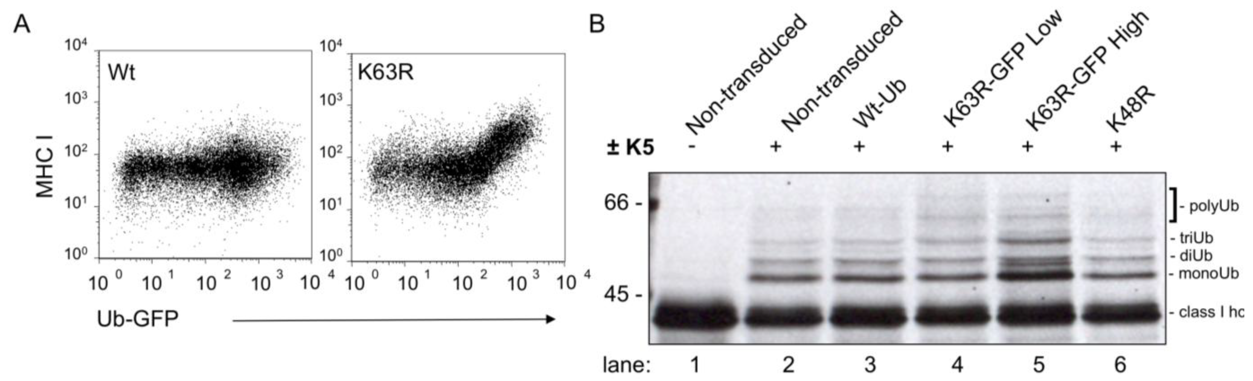 Viruses 03 00118 g001