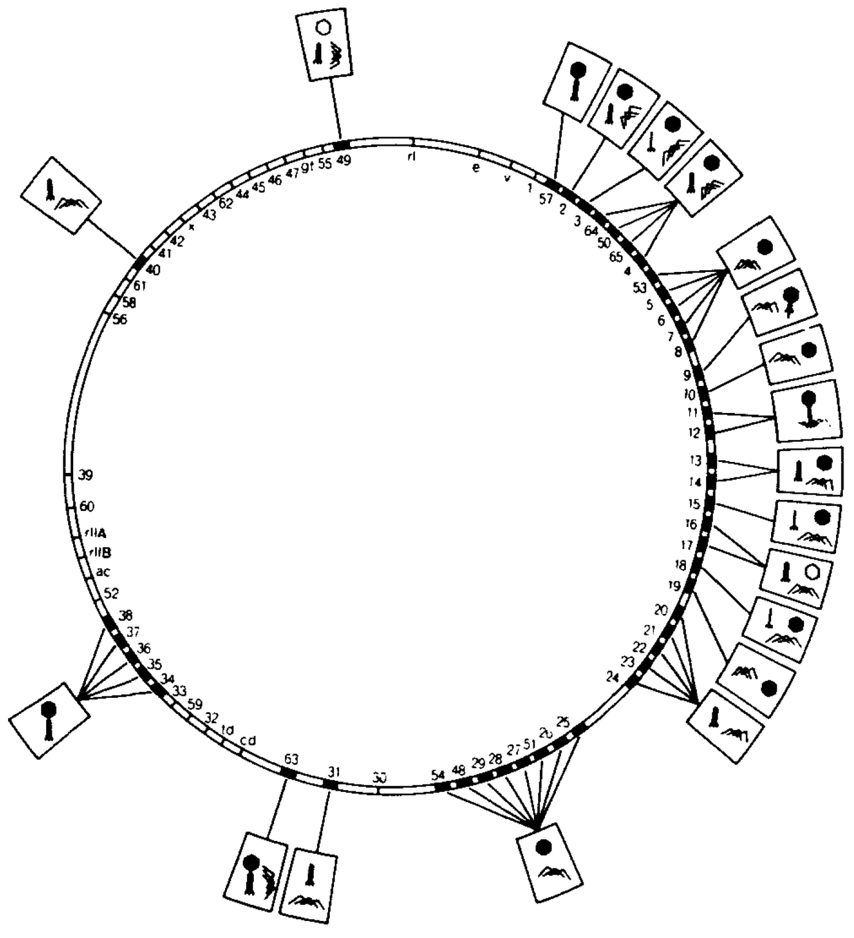 Viruses 03 00172 g001 Viruses 03 00172 g001