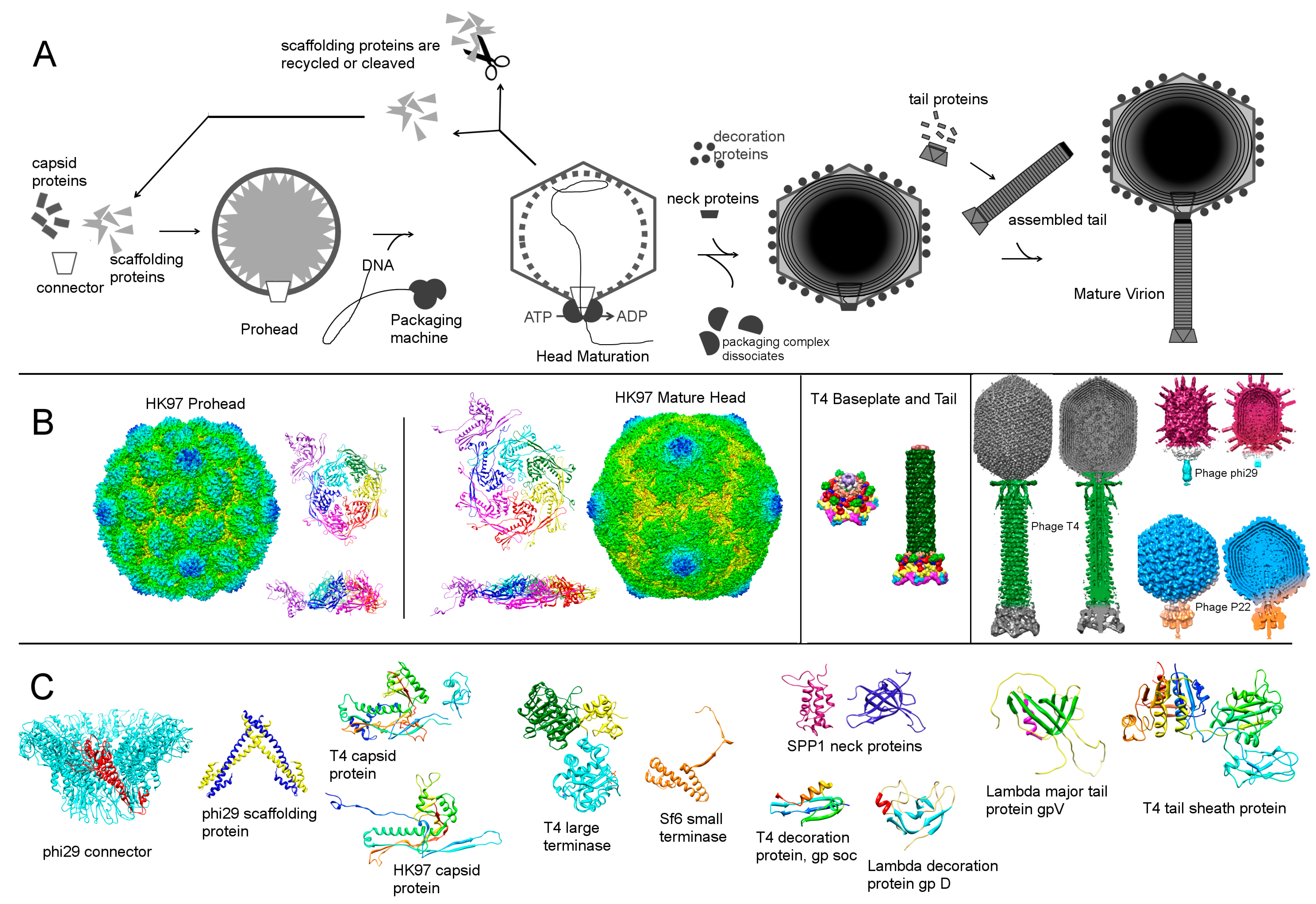 Viruses 03 00172 g002 Viruses 03 00172 g002