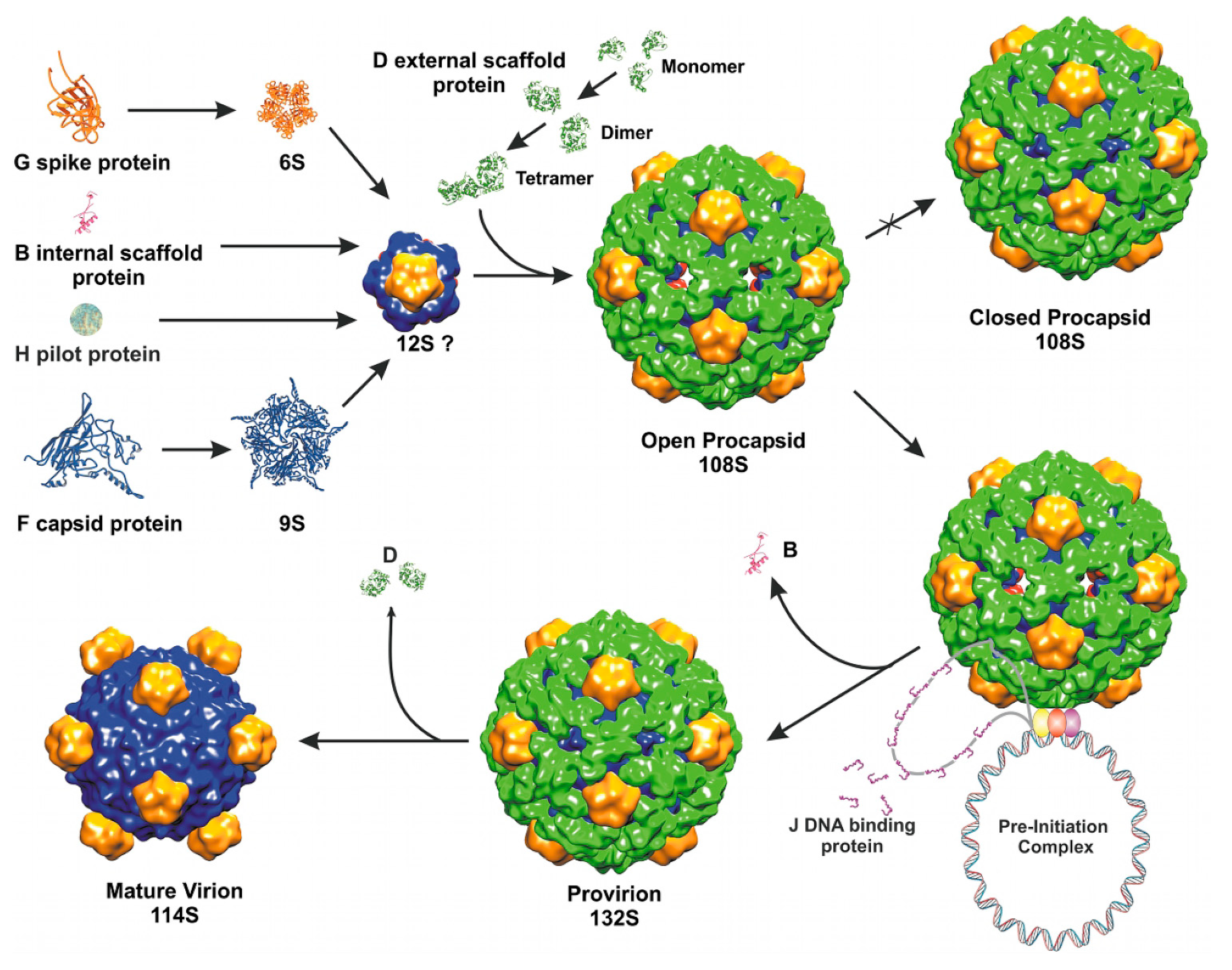 Viruses 03 00172 g003 Viruses 03 00172 g003