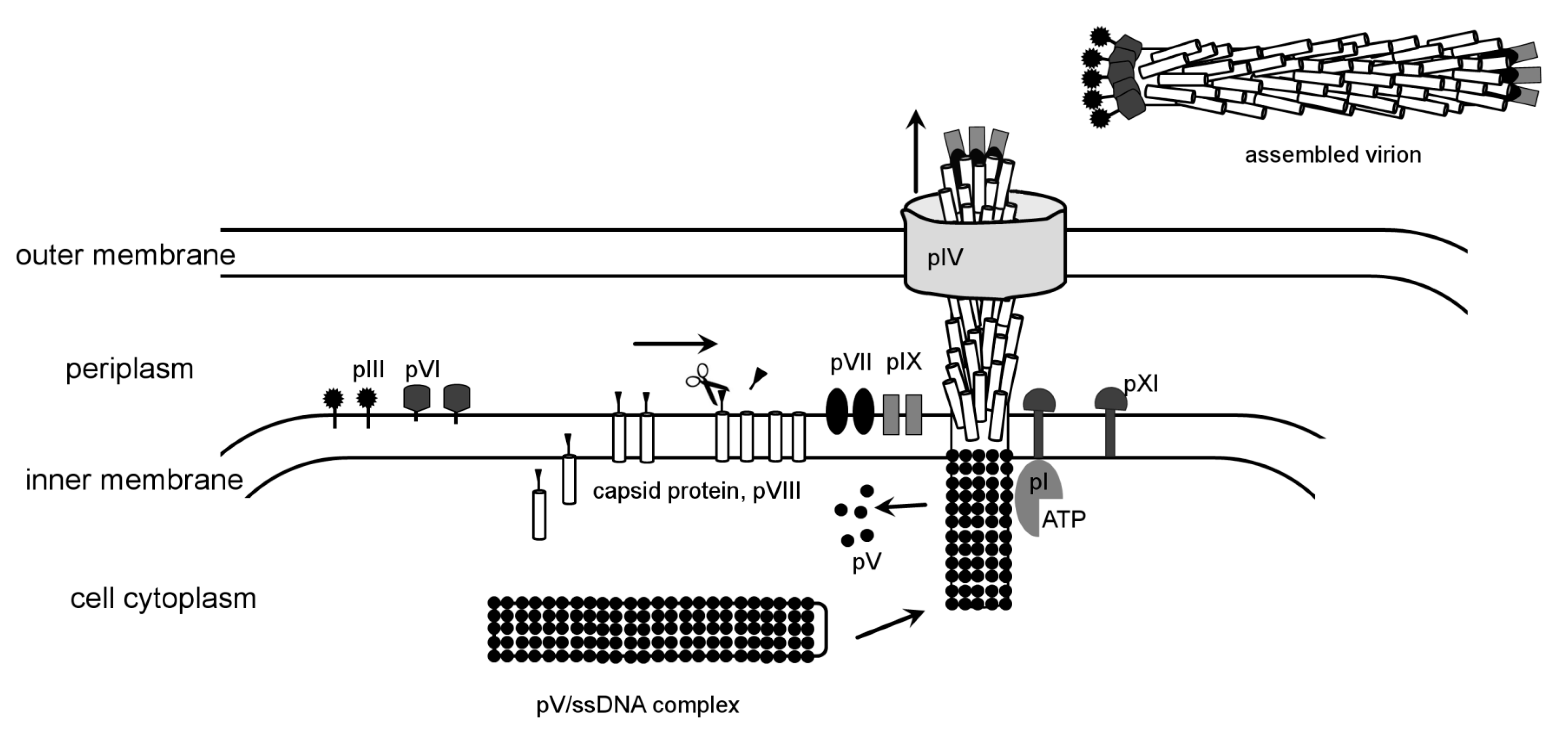 Viruses 03 00172 g004 Viruses 03 00172 g004