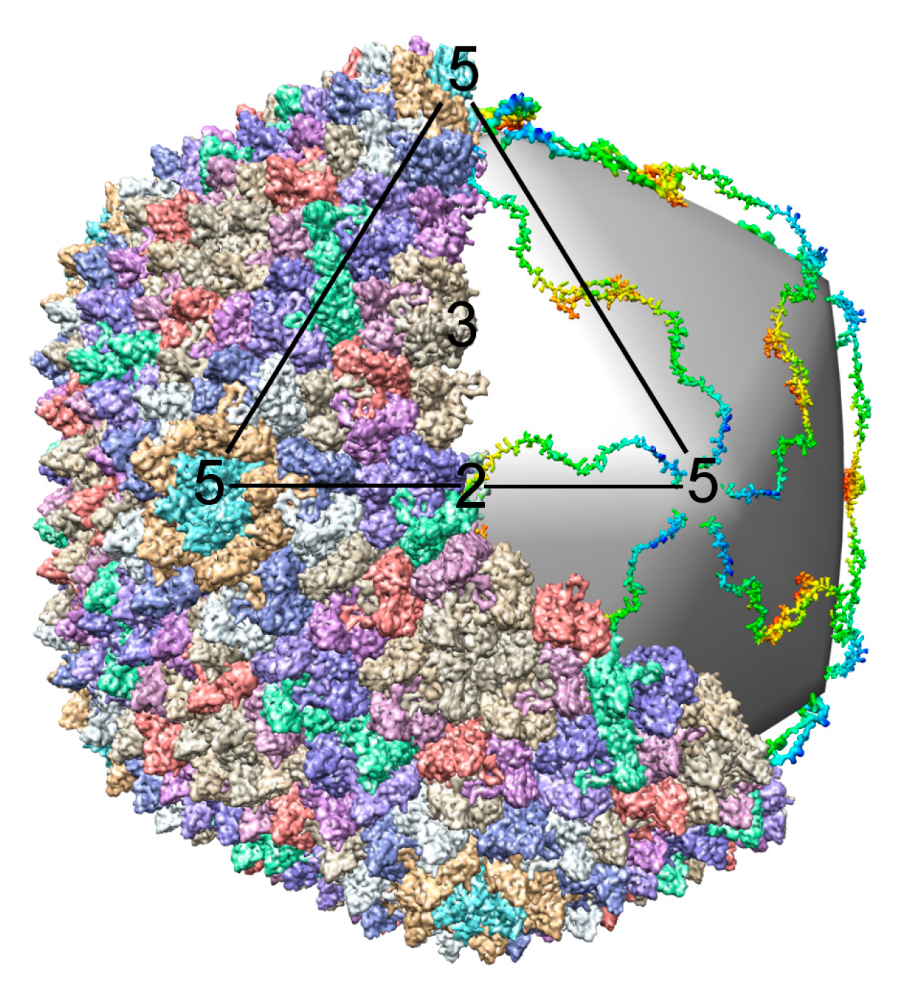 Viruses 03 00172 g005 Viruses 03 00172 g005