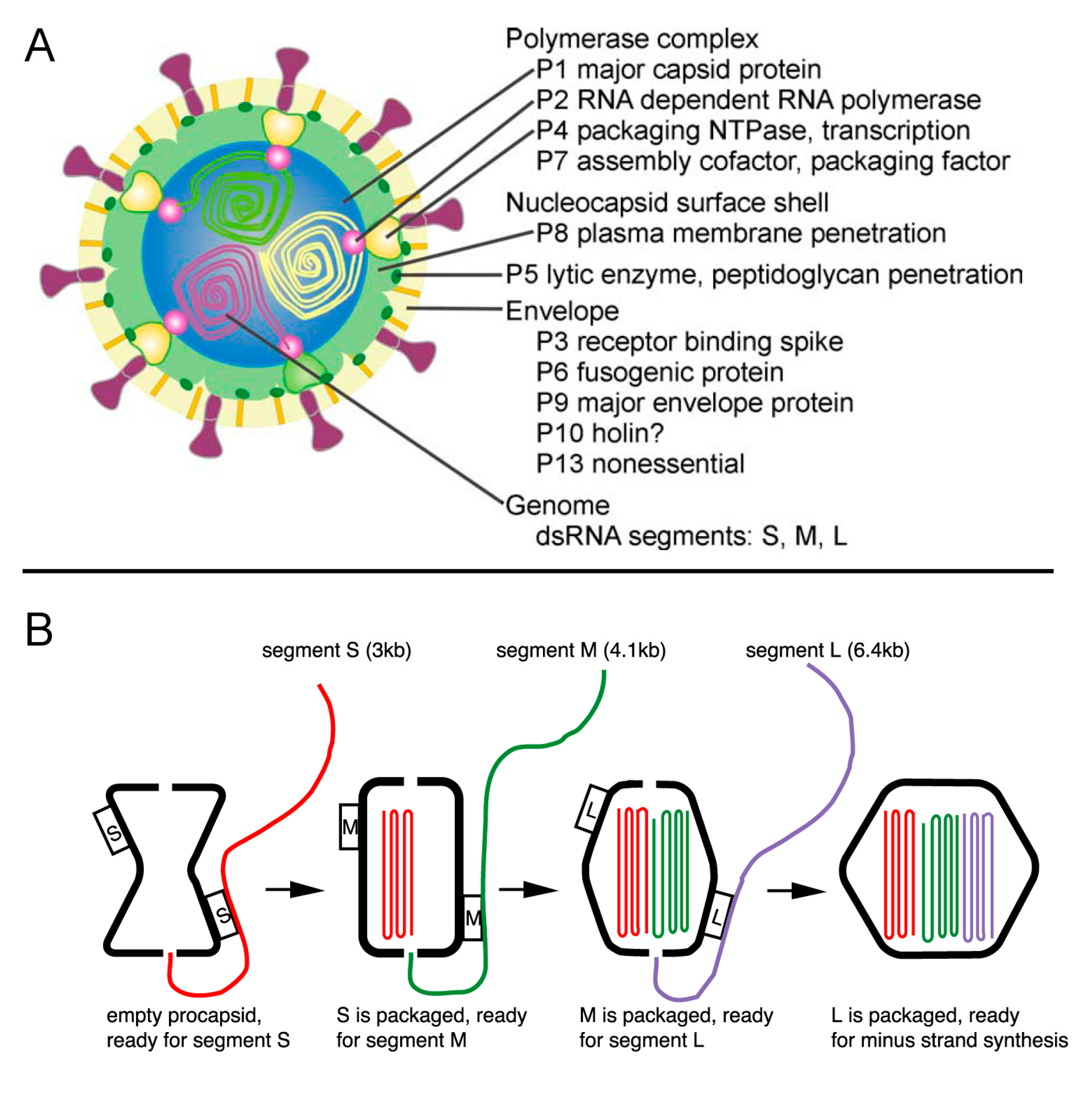 Viruses 03 00172 g006 Viruses 03 00172 g006