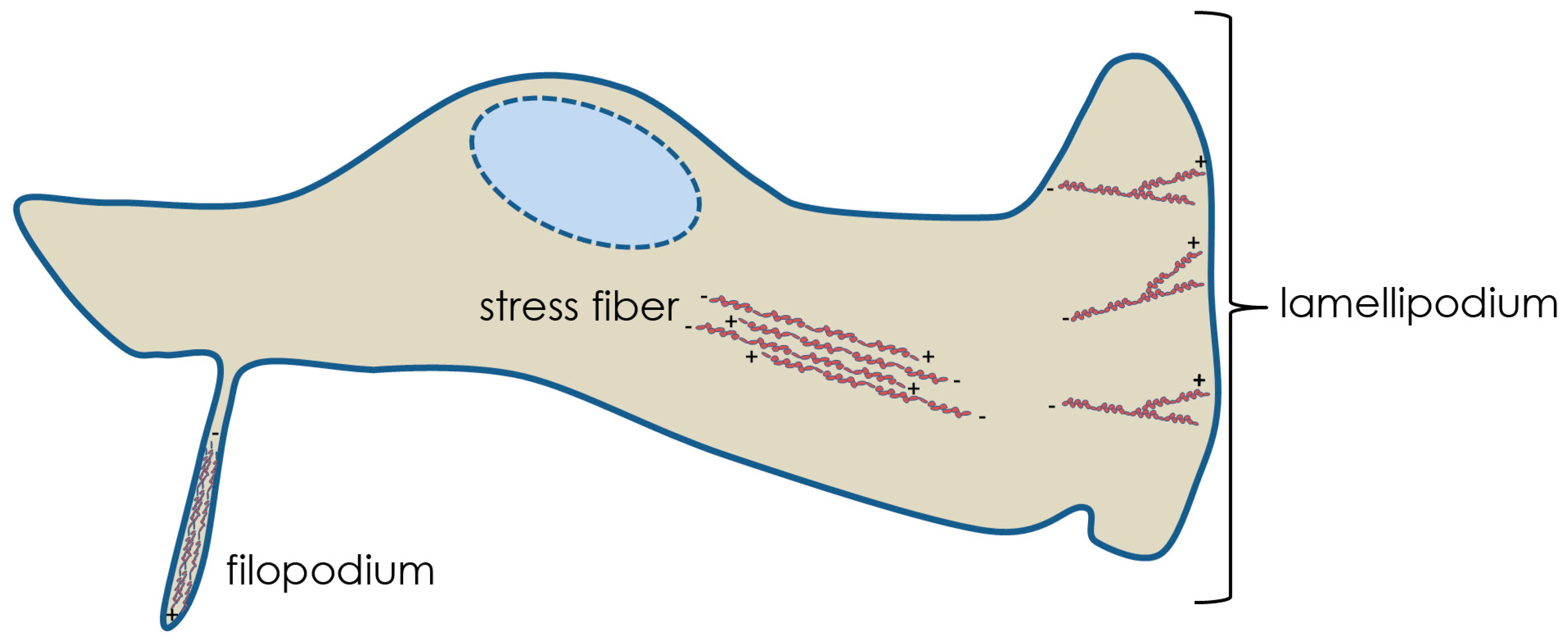 Viruses 03 00336 g001