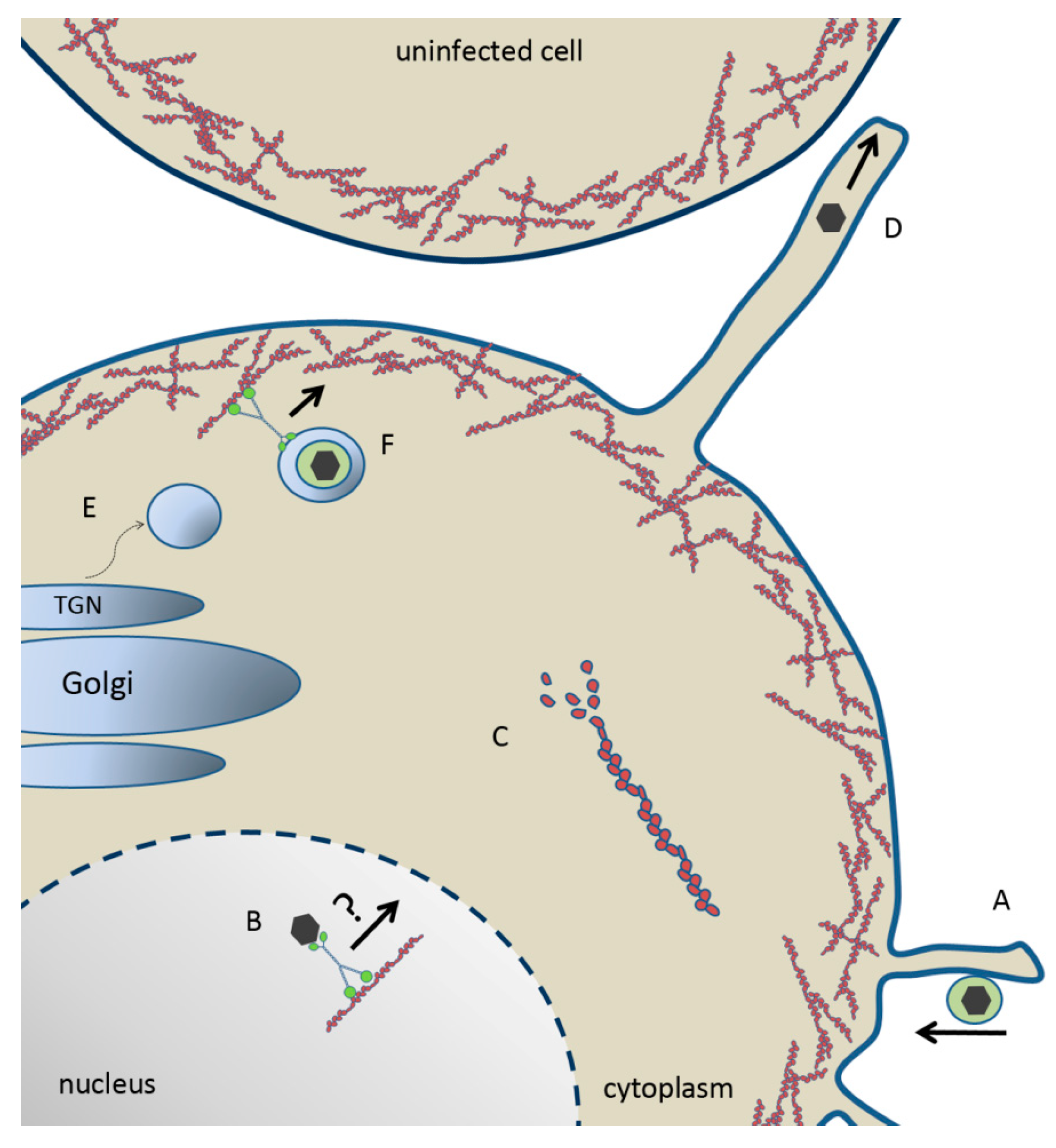 Viruses 03 00336 g002