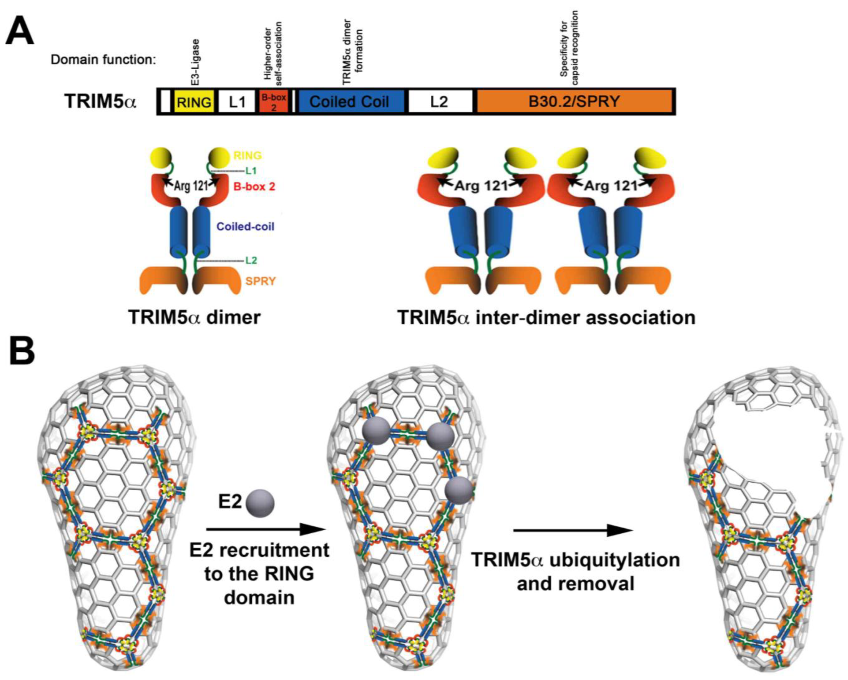 Viruses 03 00423 g001