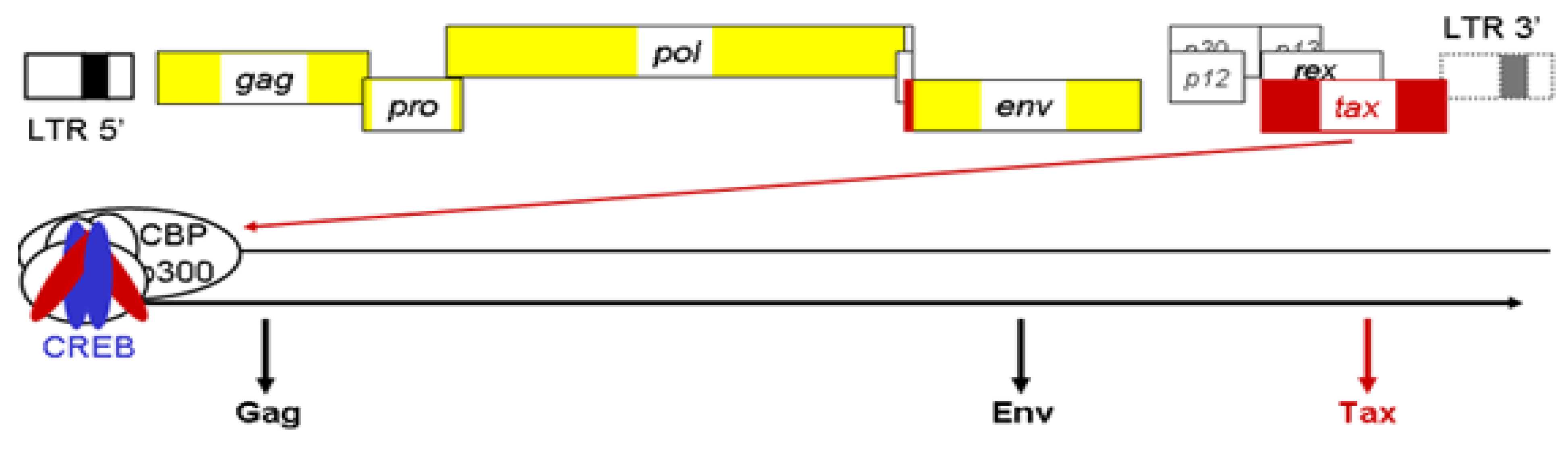 Viruses 03 00456 g001 Viruses 03 00456 g001