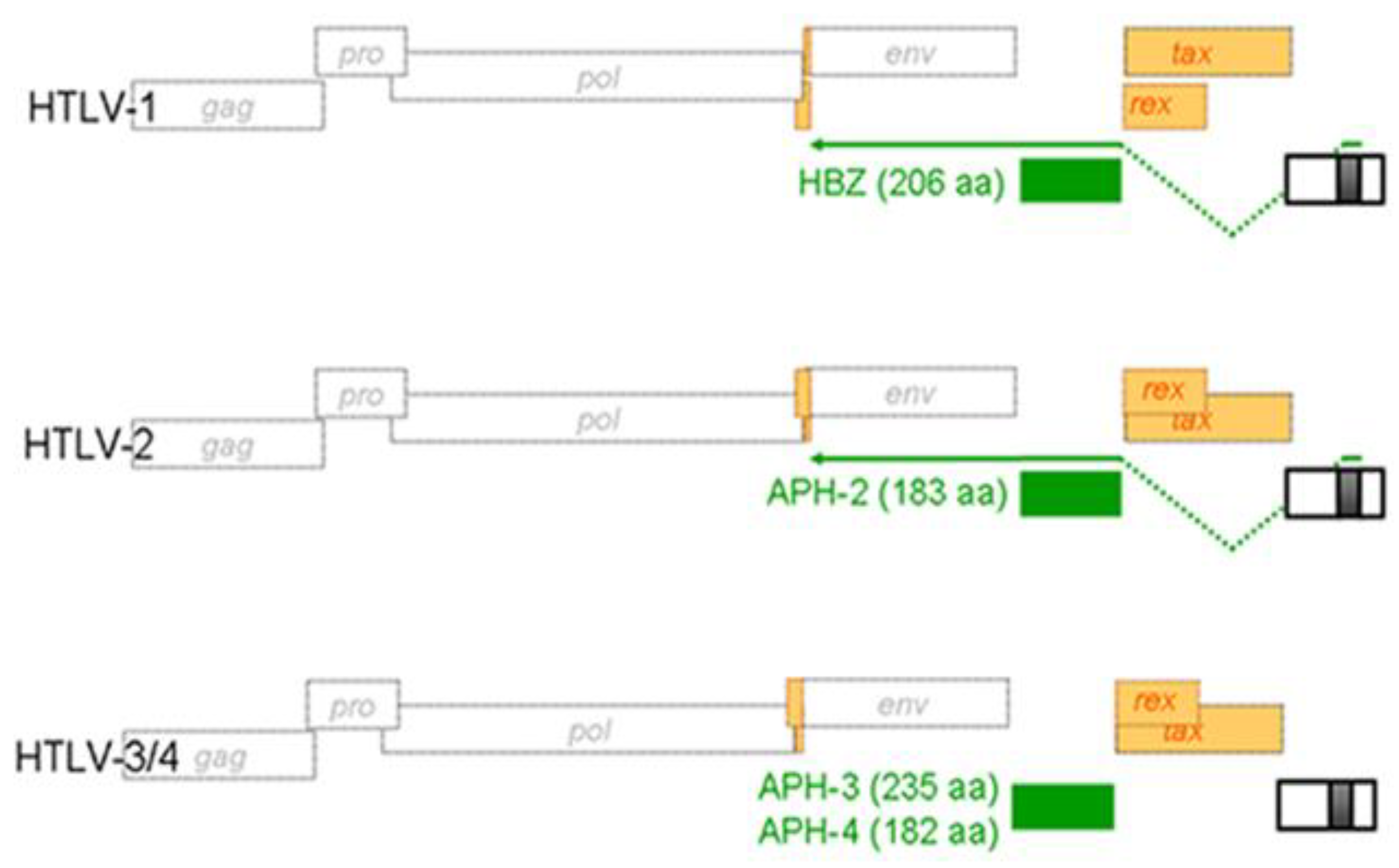 Viruses 03 00456 g004 Viruses 03 00456 g004
