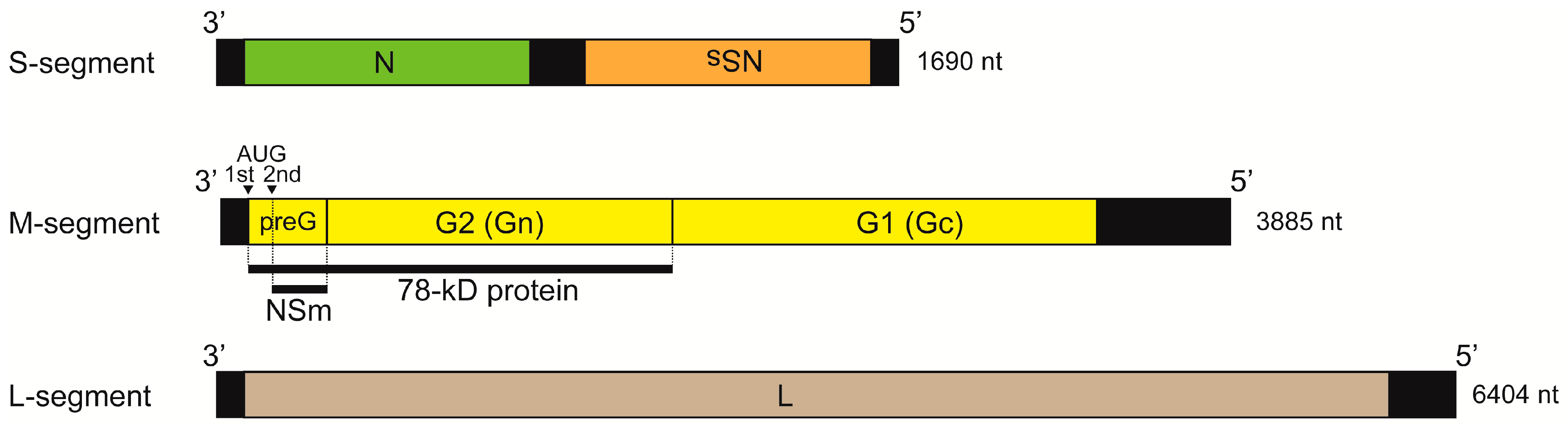 Viruses 03 00493 g002