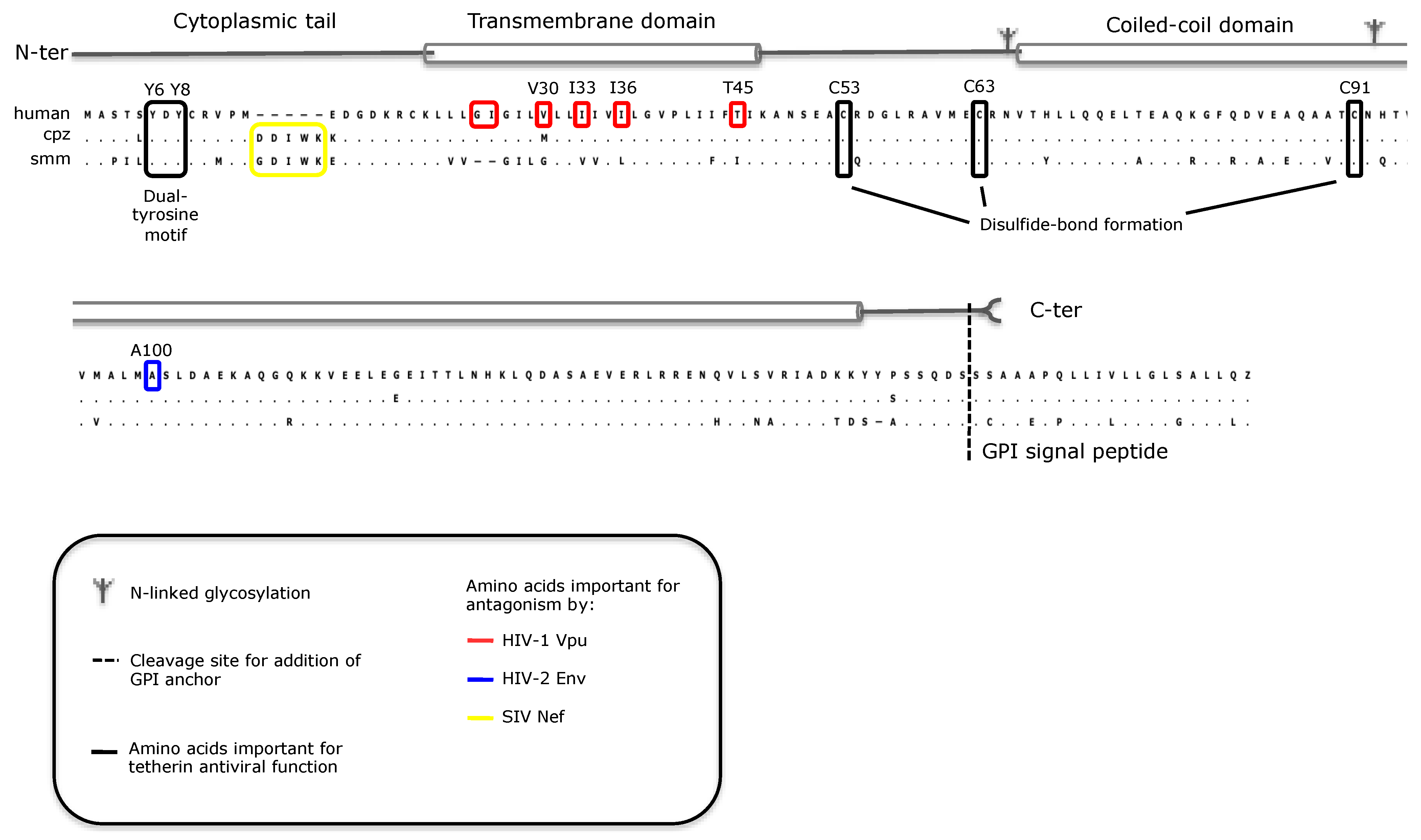 Viruses 03 00520 g001