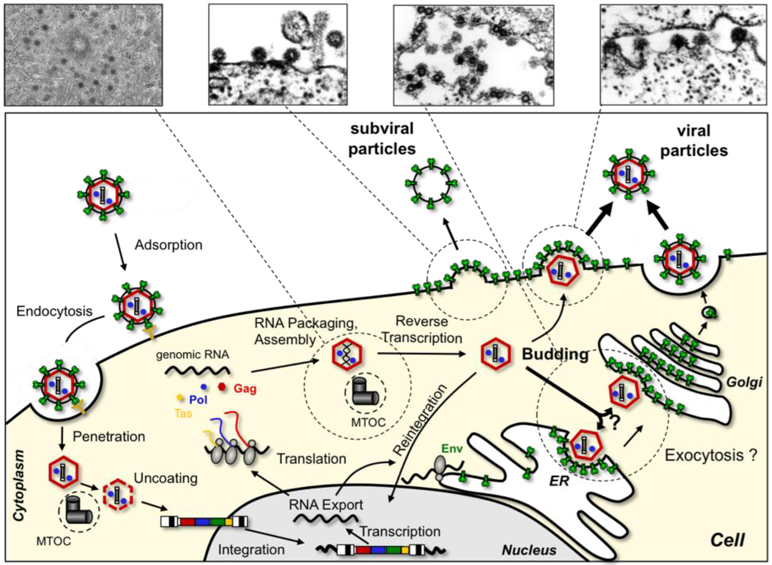 Viruses 03 00561 g001
