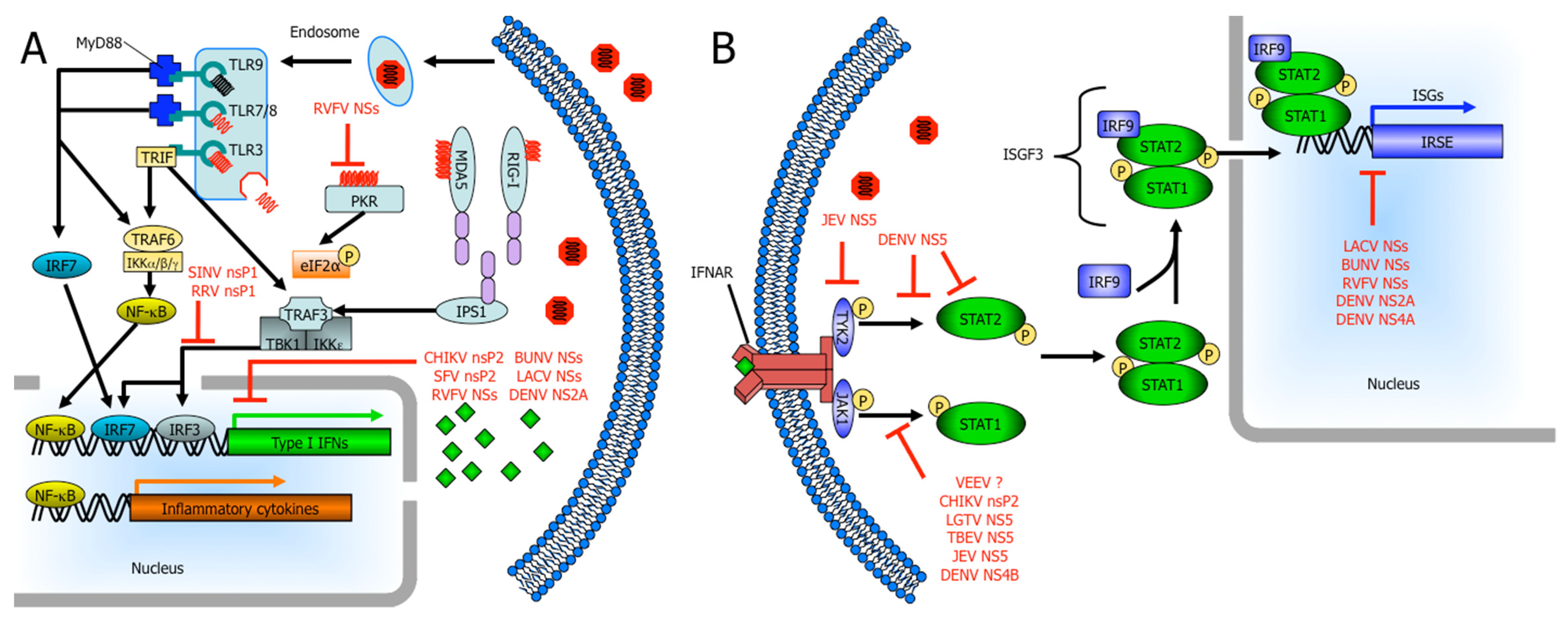 Viruses 03 00629 g001
