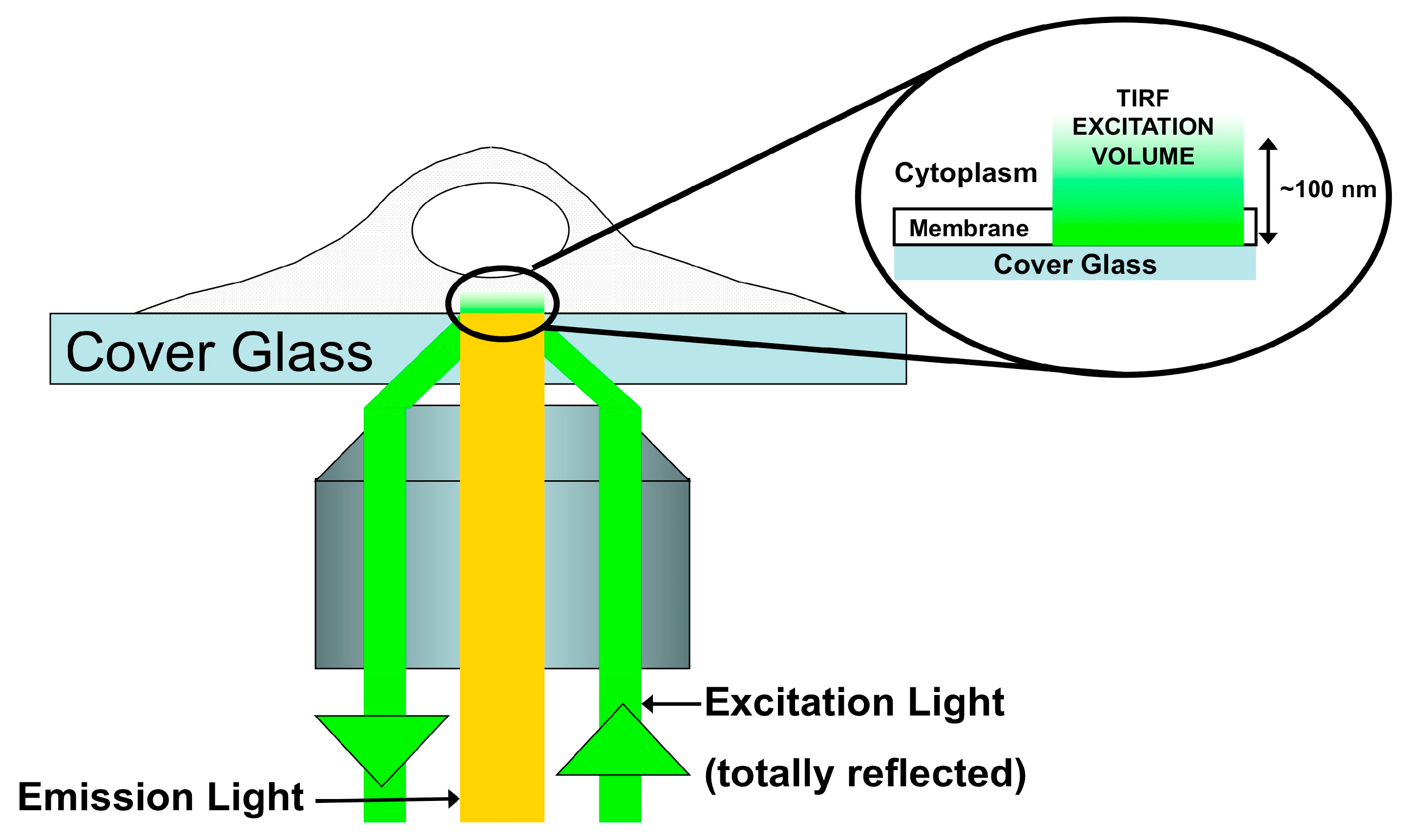 Viruses 03 00770 g002
