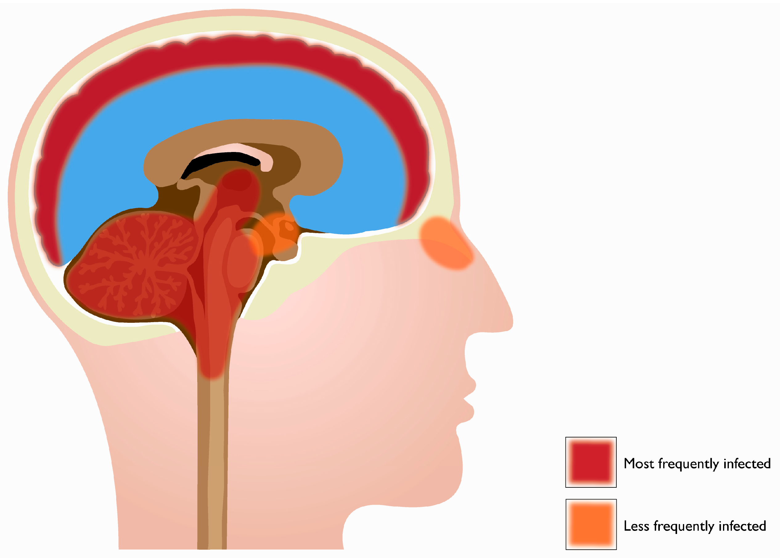 Viruses 03 00811 g001