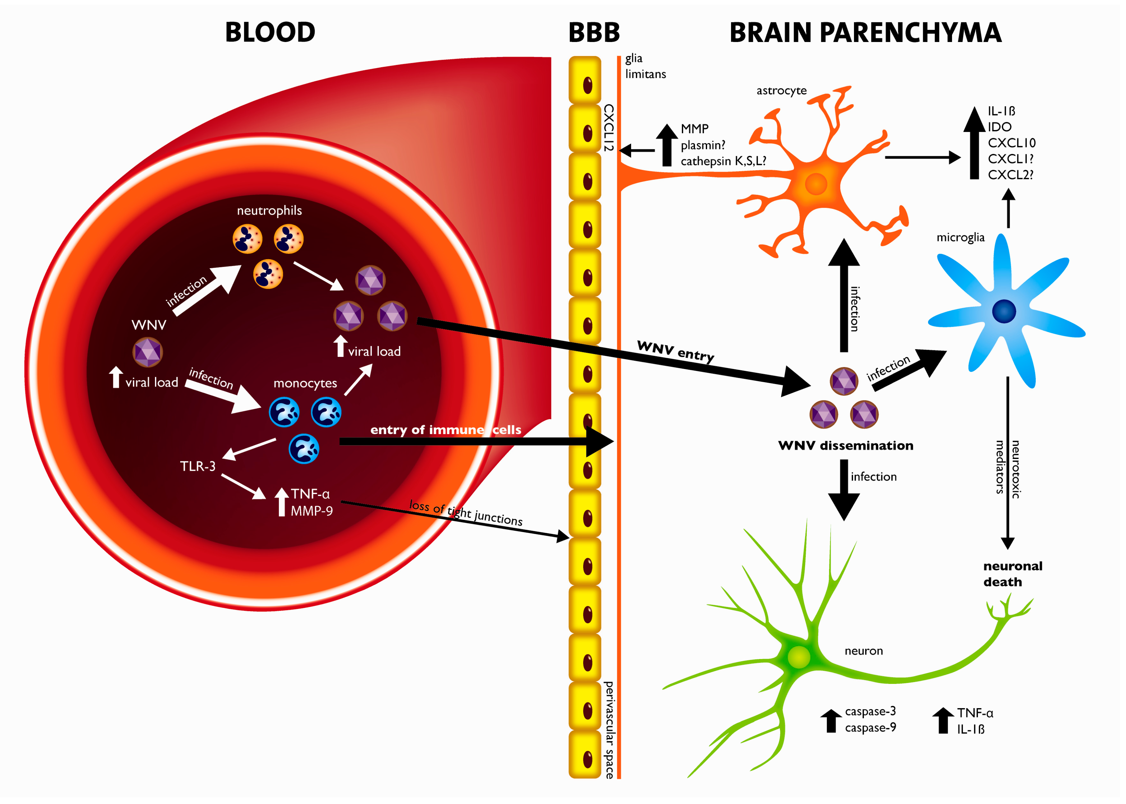 Viruses 03 00811 g002