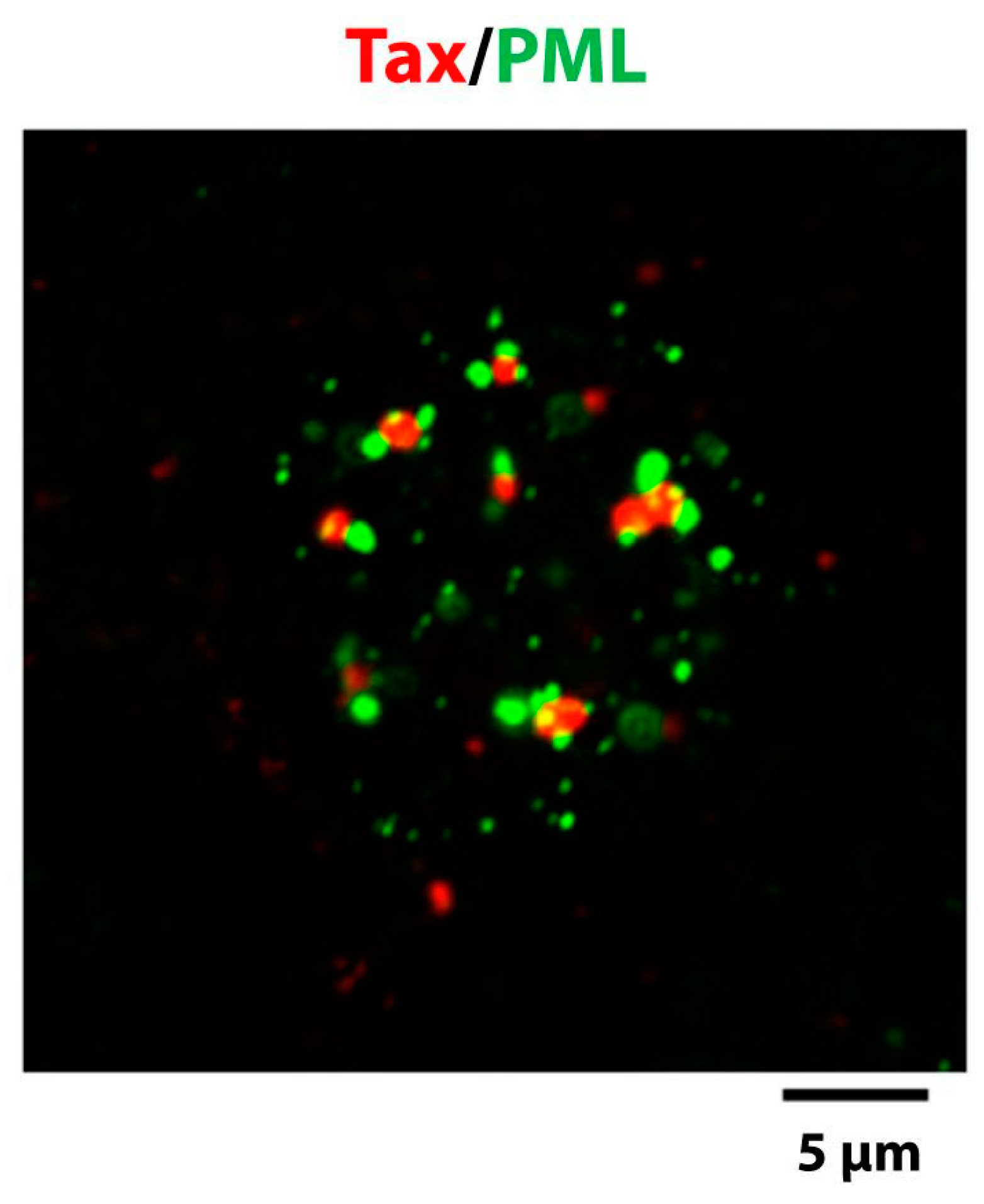 Viruses 03 00829 g004 Viruses 03 00829 g004