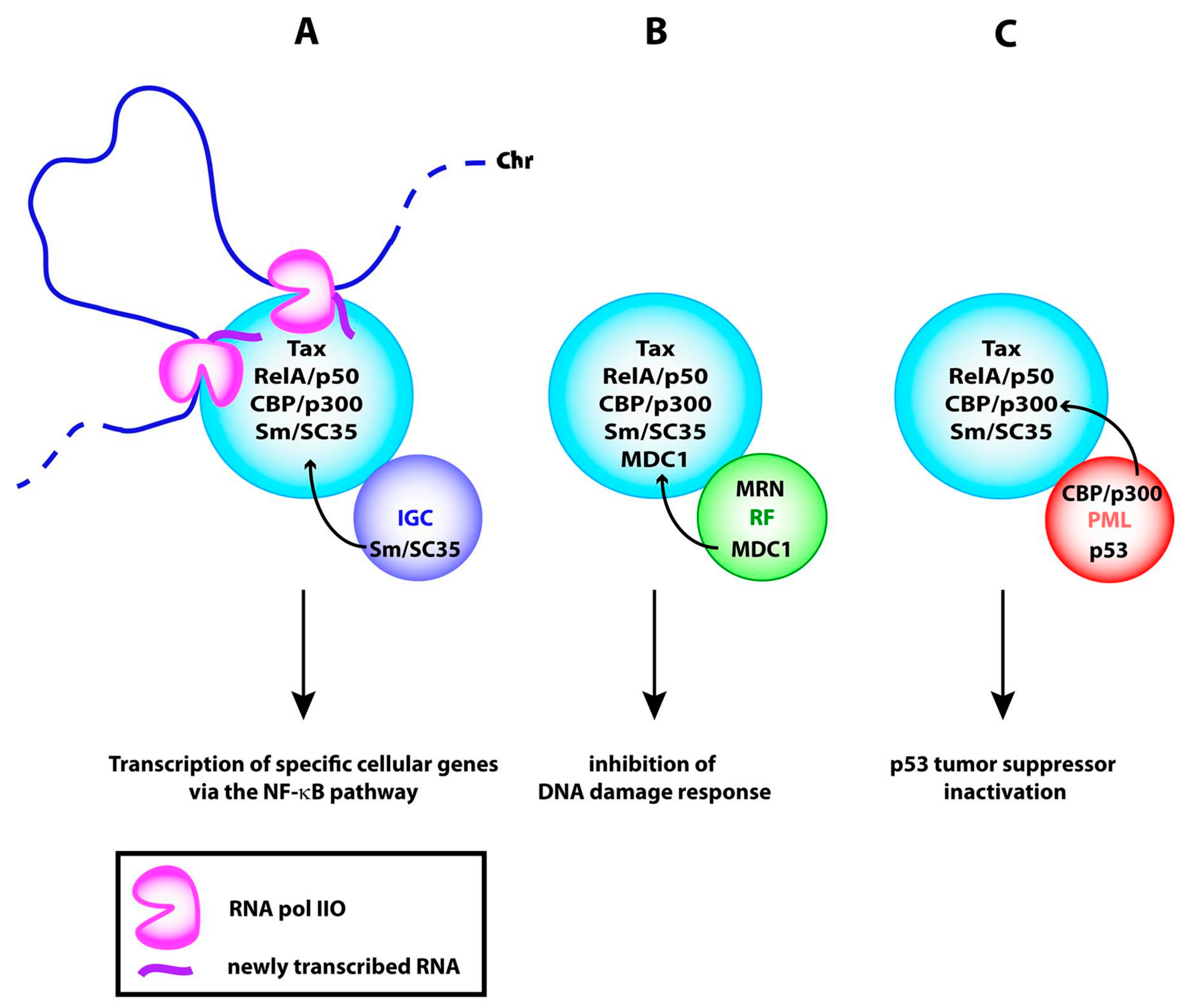Viruses 03 00829 g005 Viruses 03 00829 g005