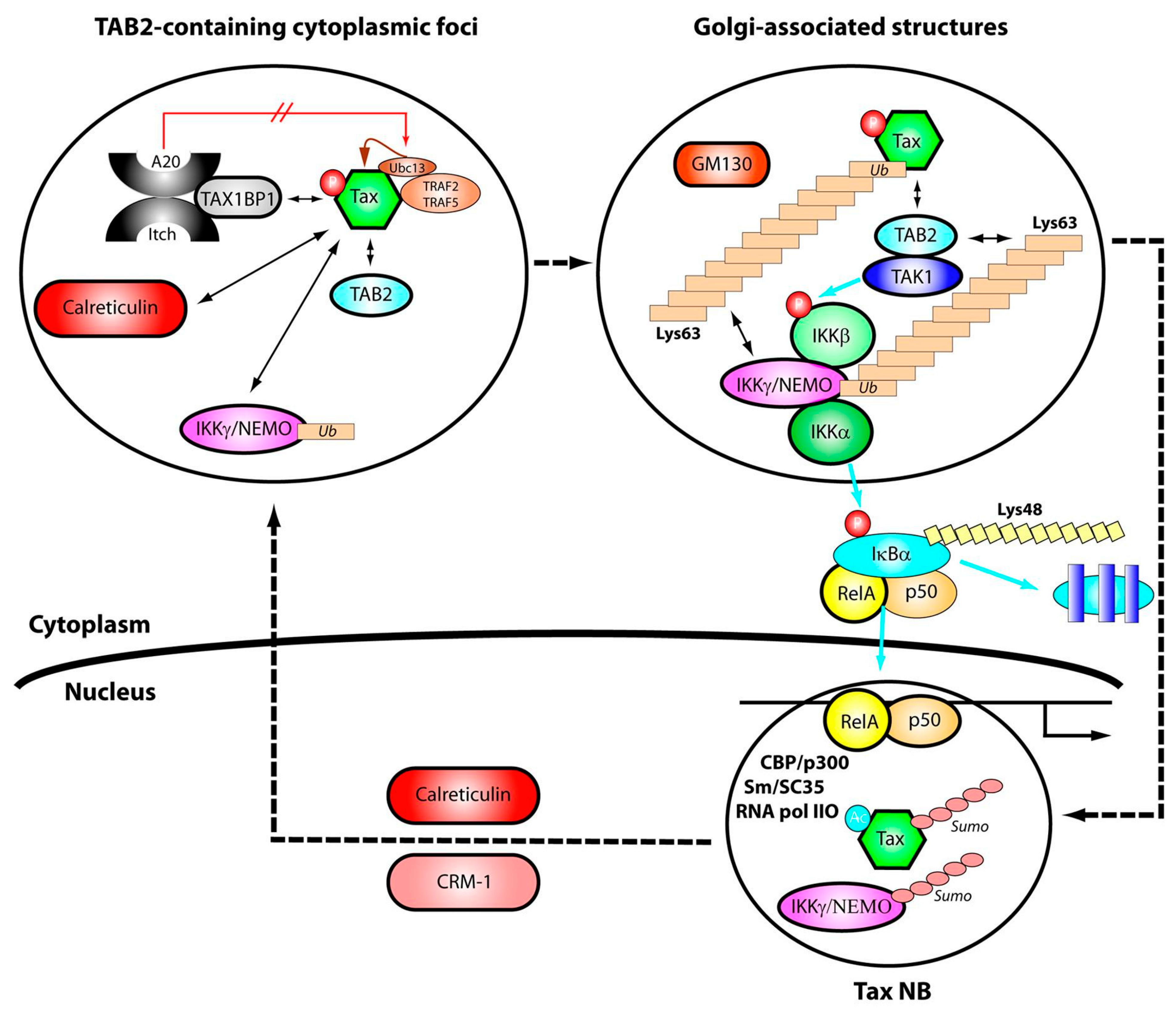 Viruses 03 00829 g007 Viruses 03 00829 g007