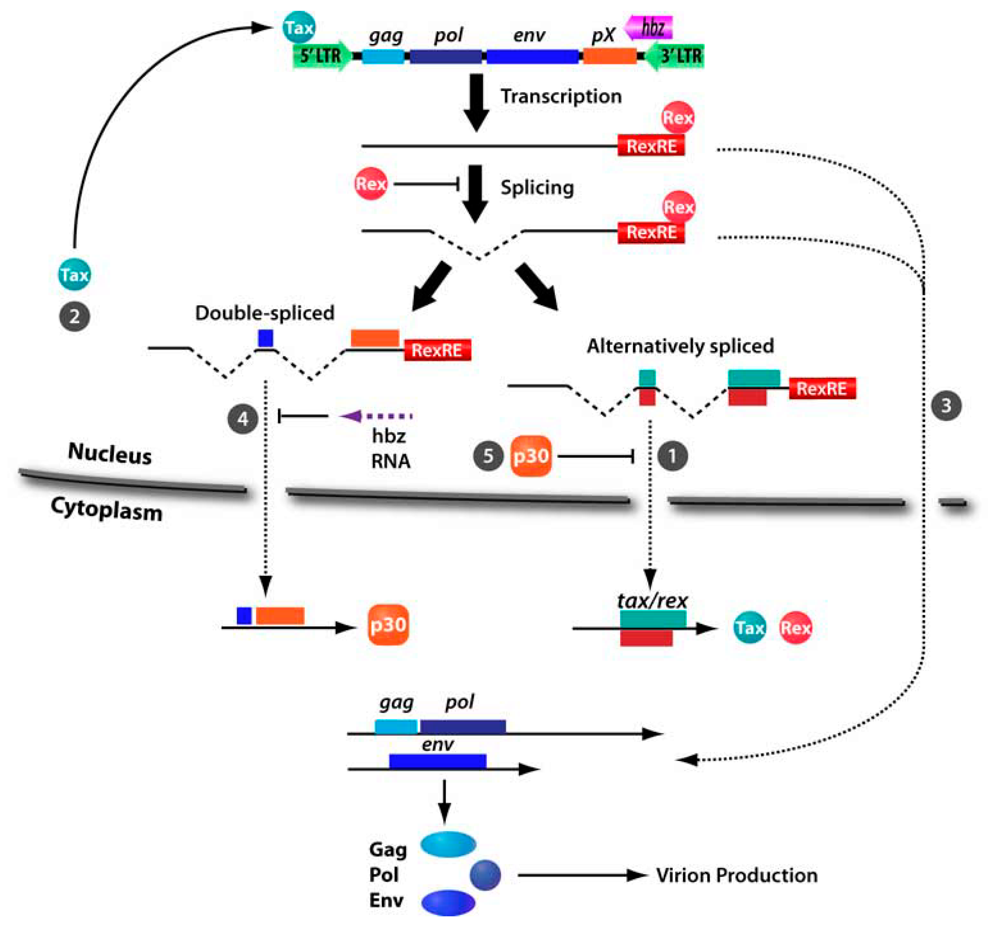 Viruses 03 00861 g003