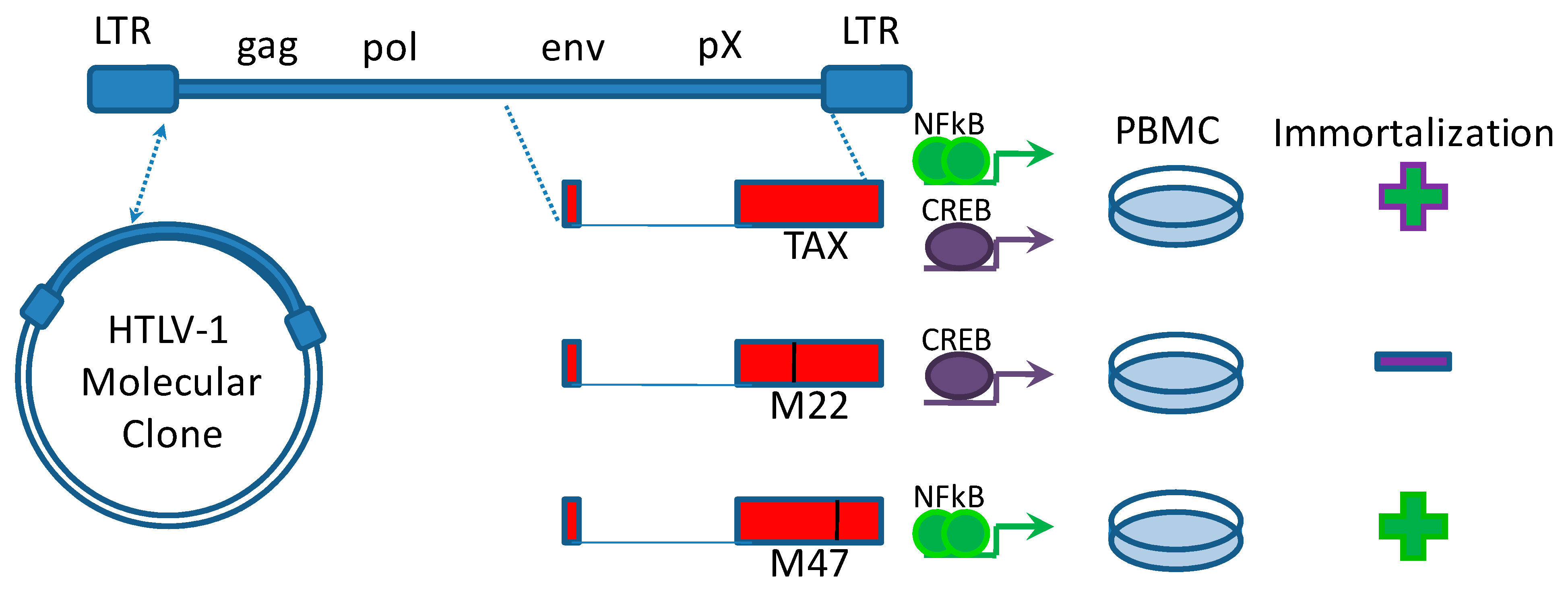 Viruses 03 00886 g001