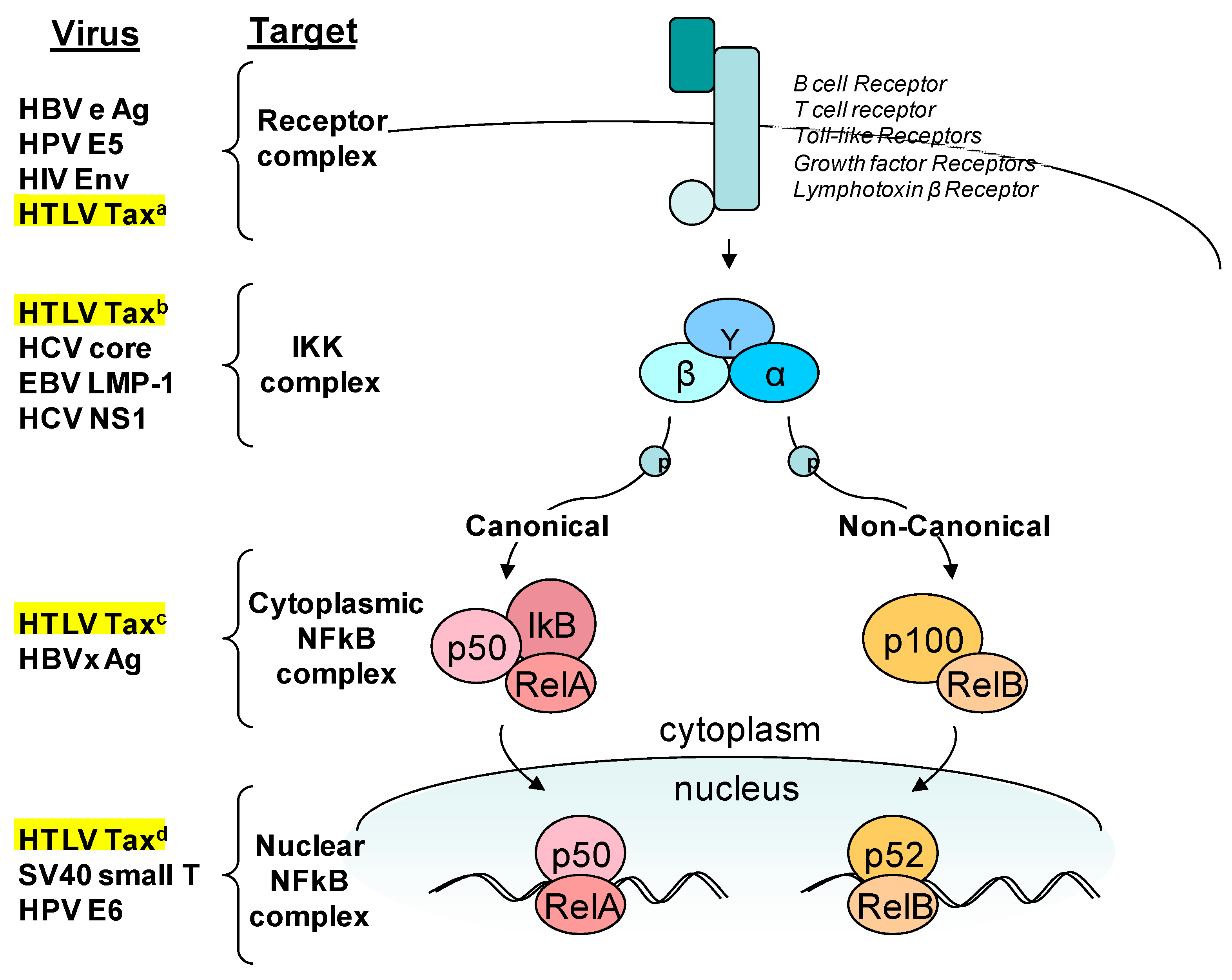 Viruses 03 00886 g002
