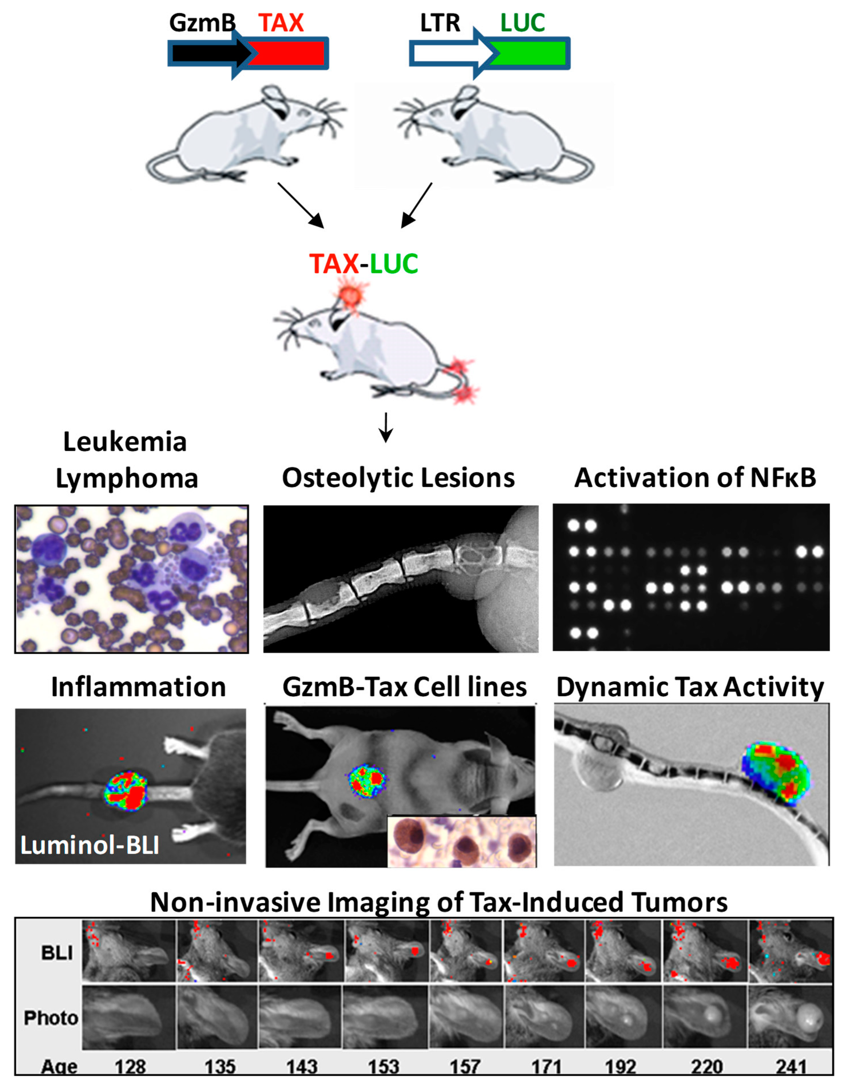Viruses 03 00886 g003