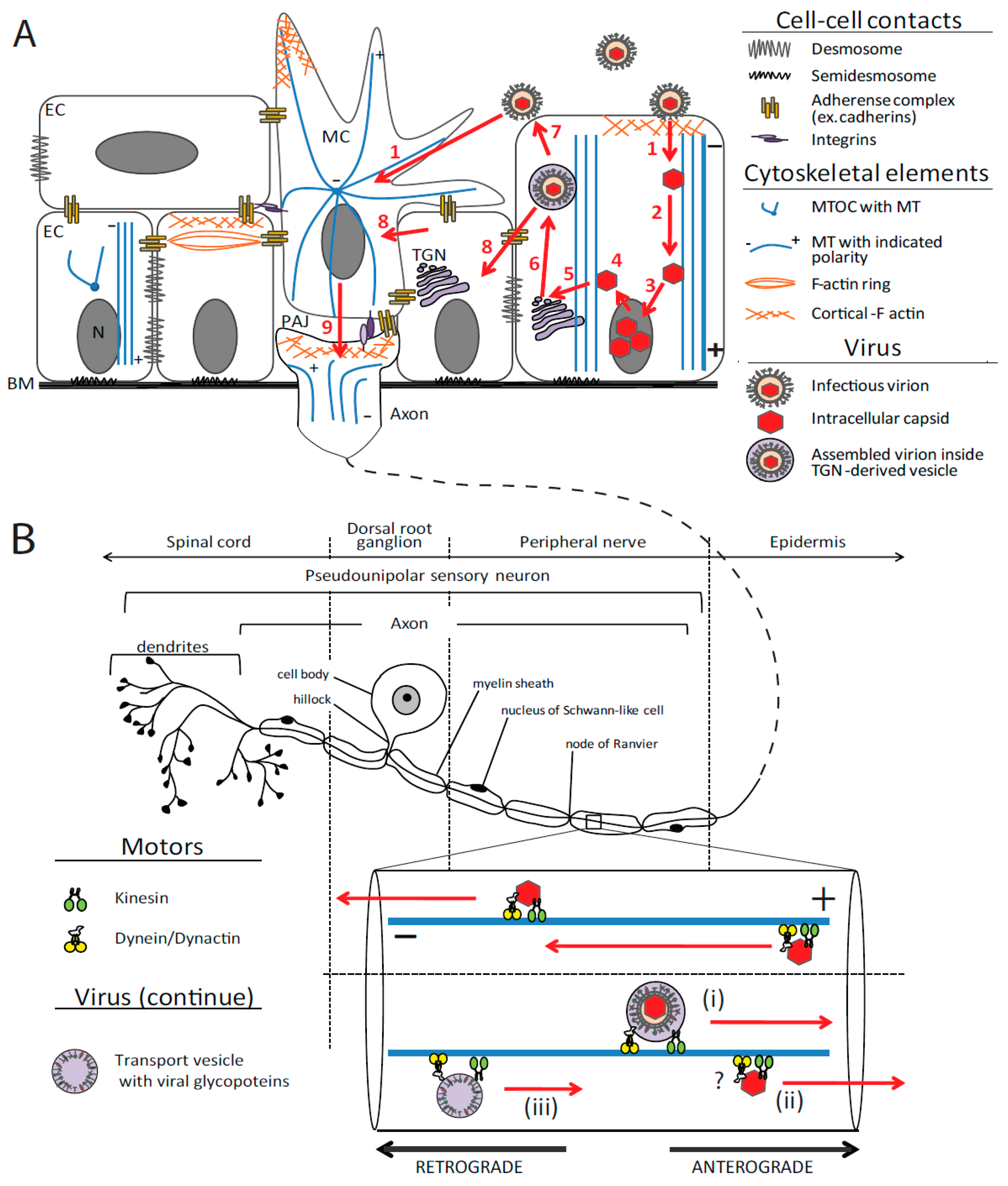 Viruses 03 00941 g002