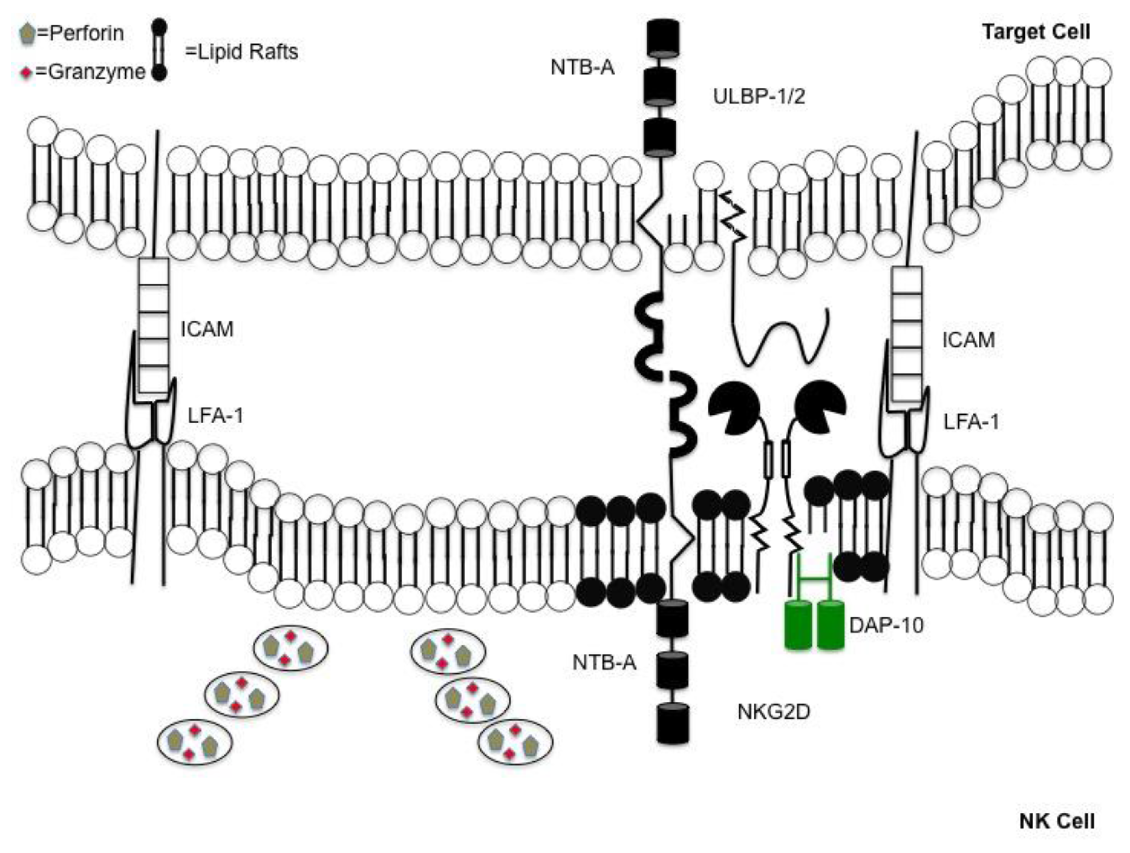 Viruses 03 01091 g001