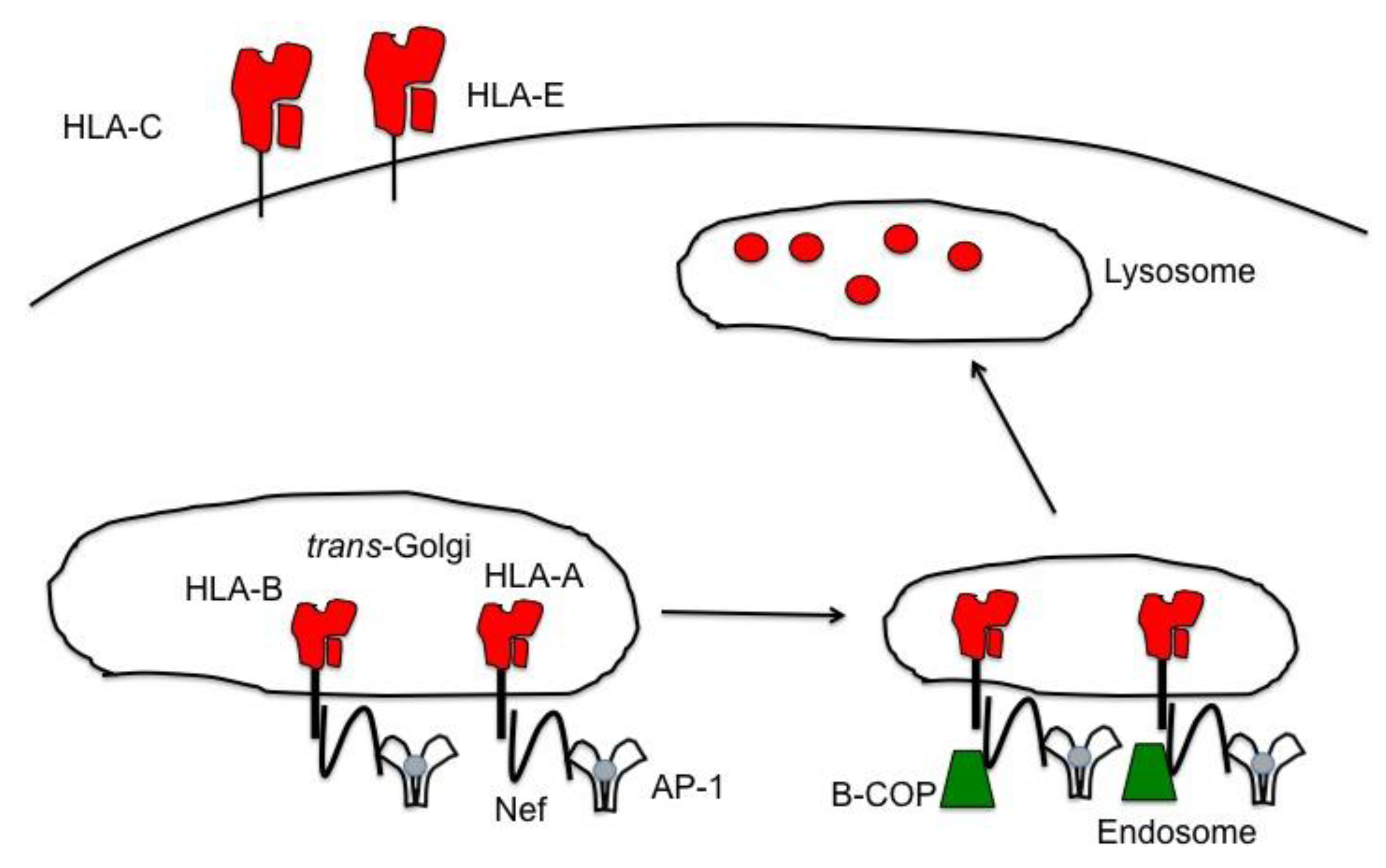 Viruses 03 01091 g004