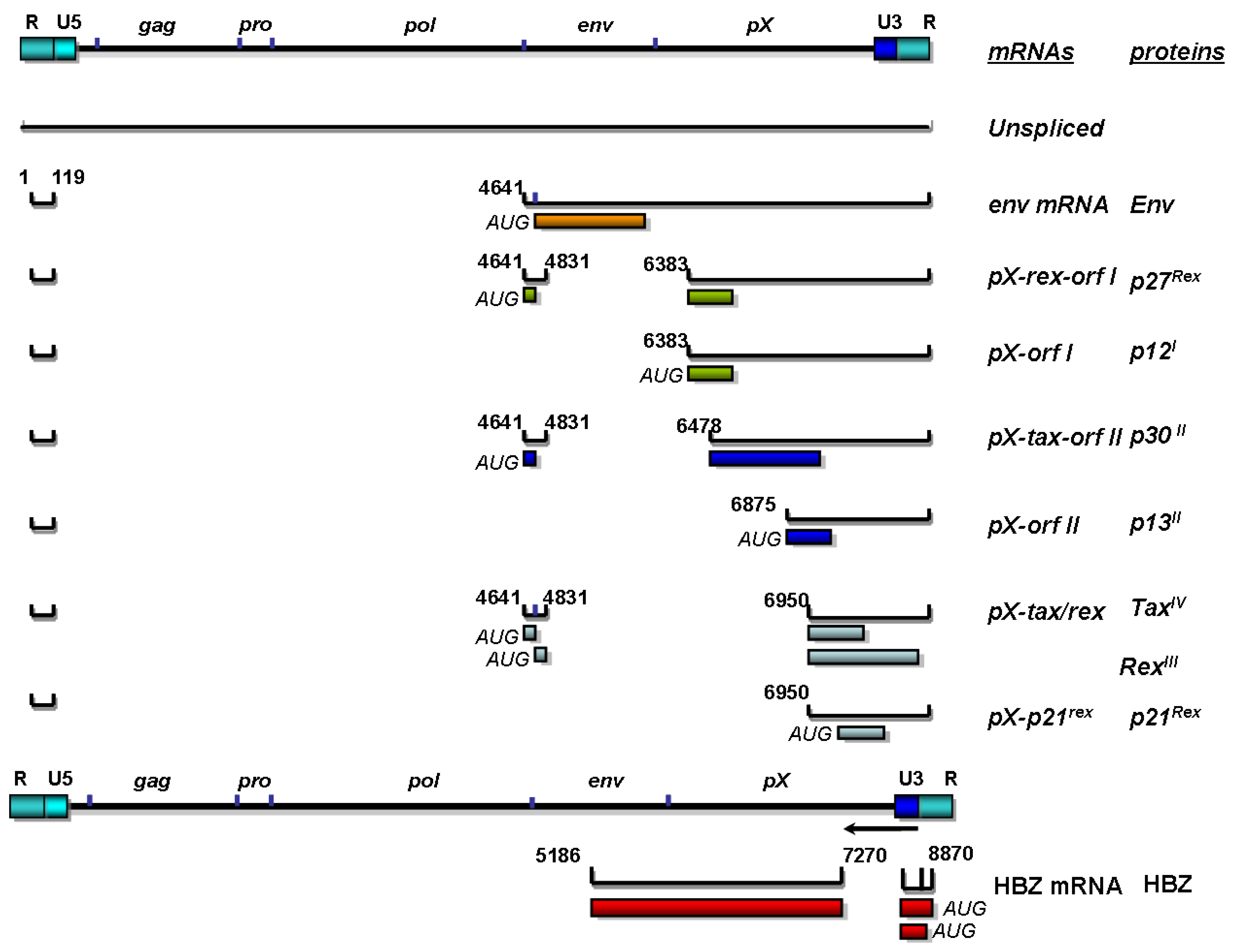 Viruses 03 01131 g001