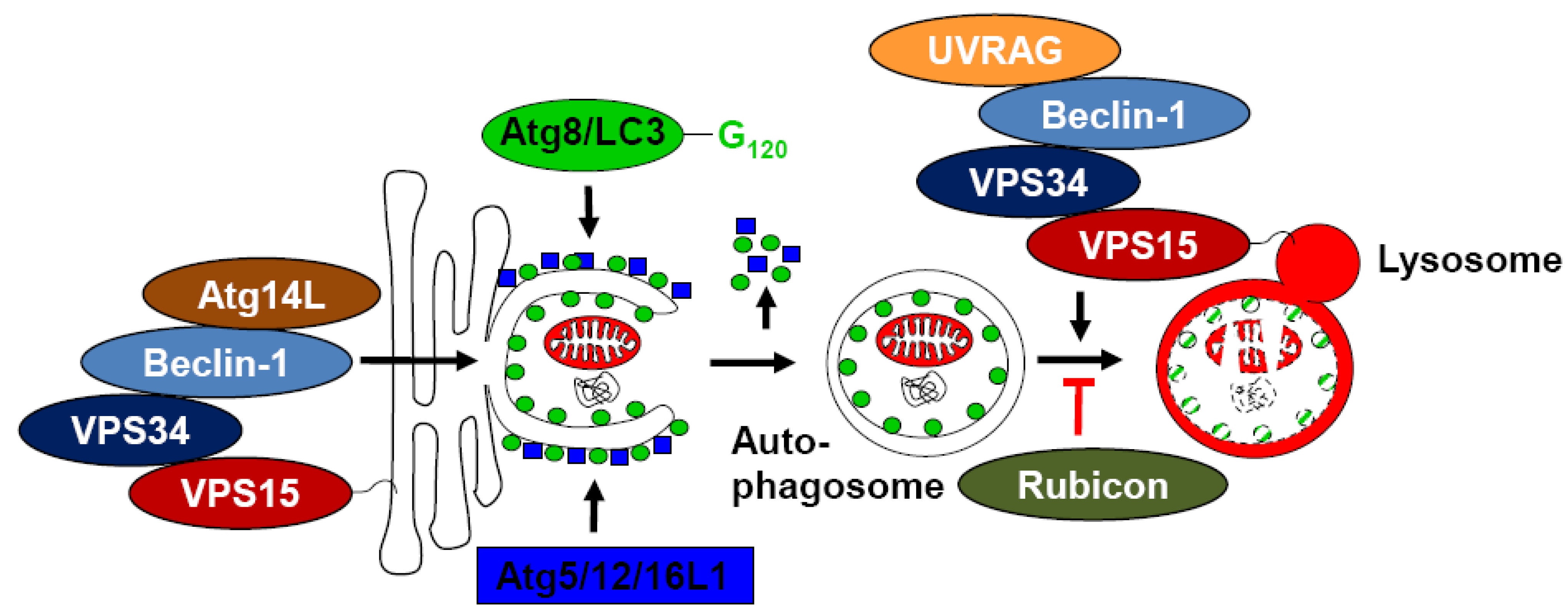 Viruses 03 01166 g001
