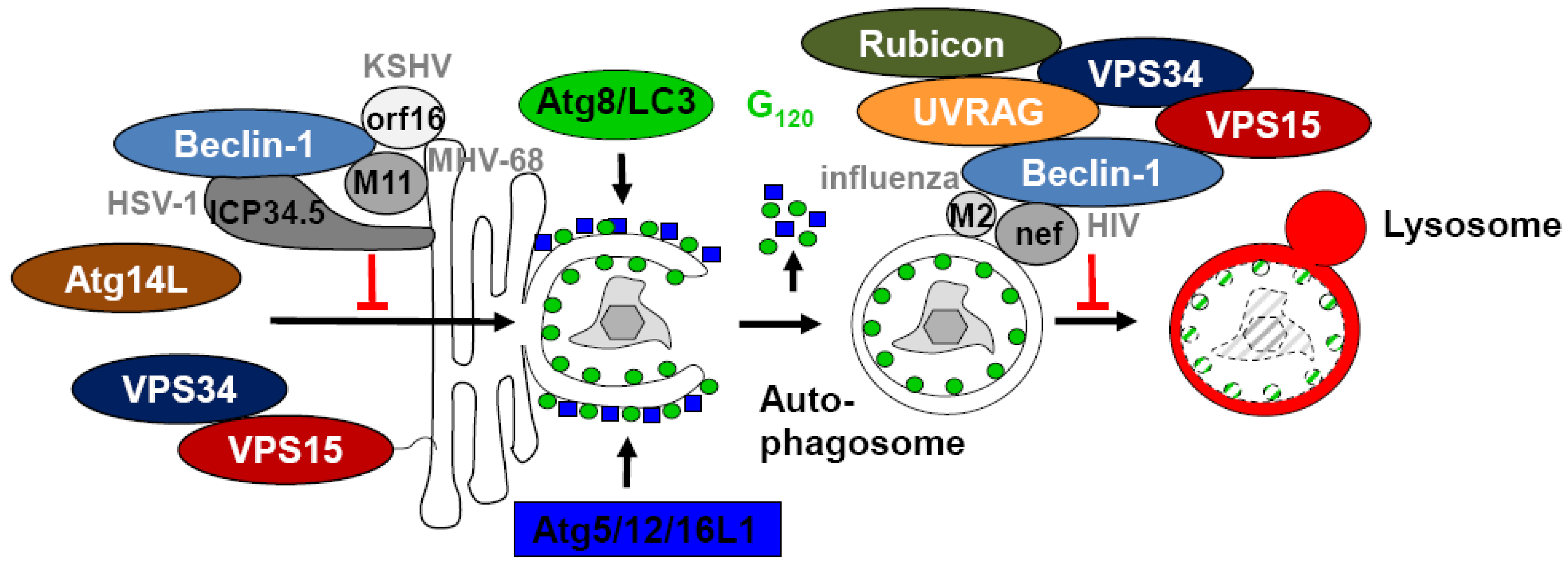 Viruses 03 01166 g002