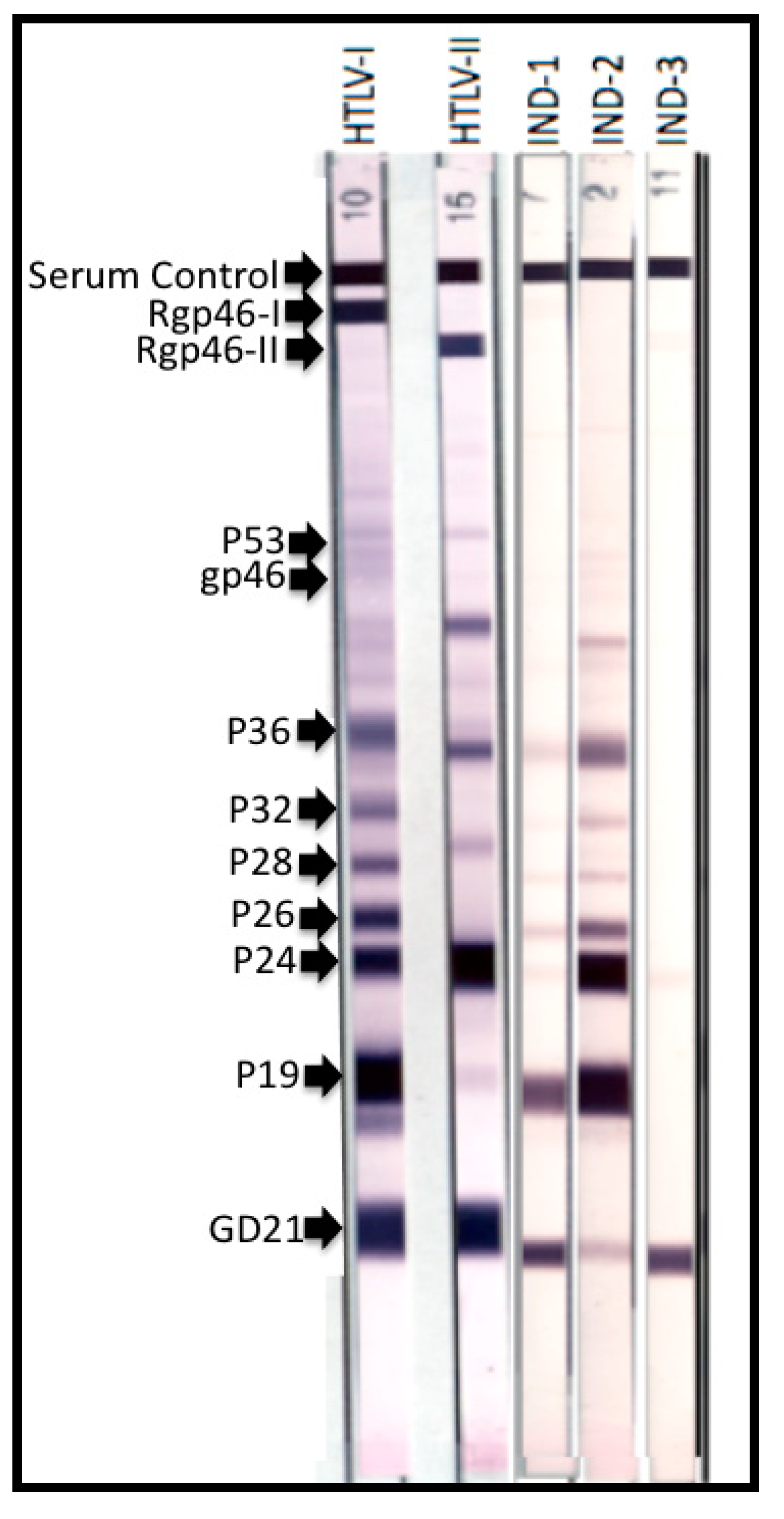 Viruses 03 01320 g002