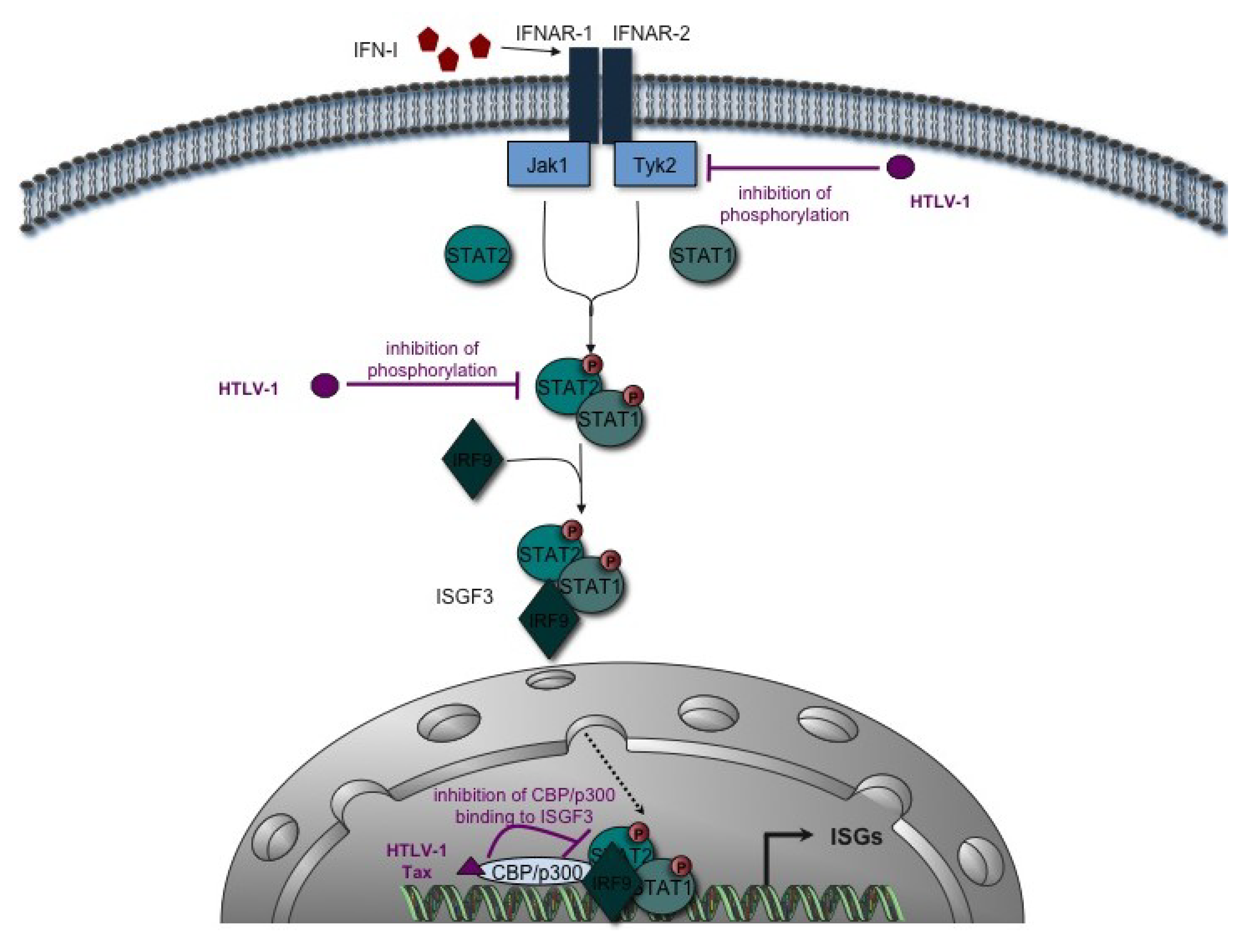 Viruses 03 01374 g002