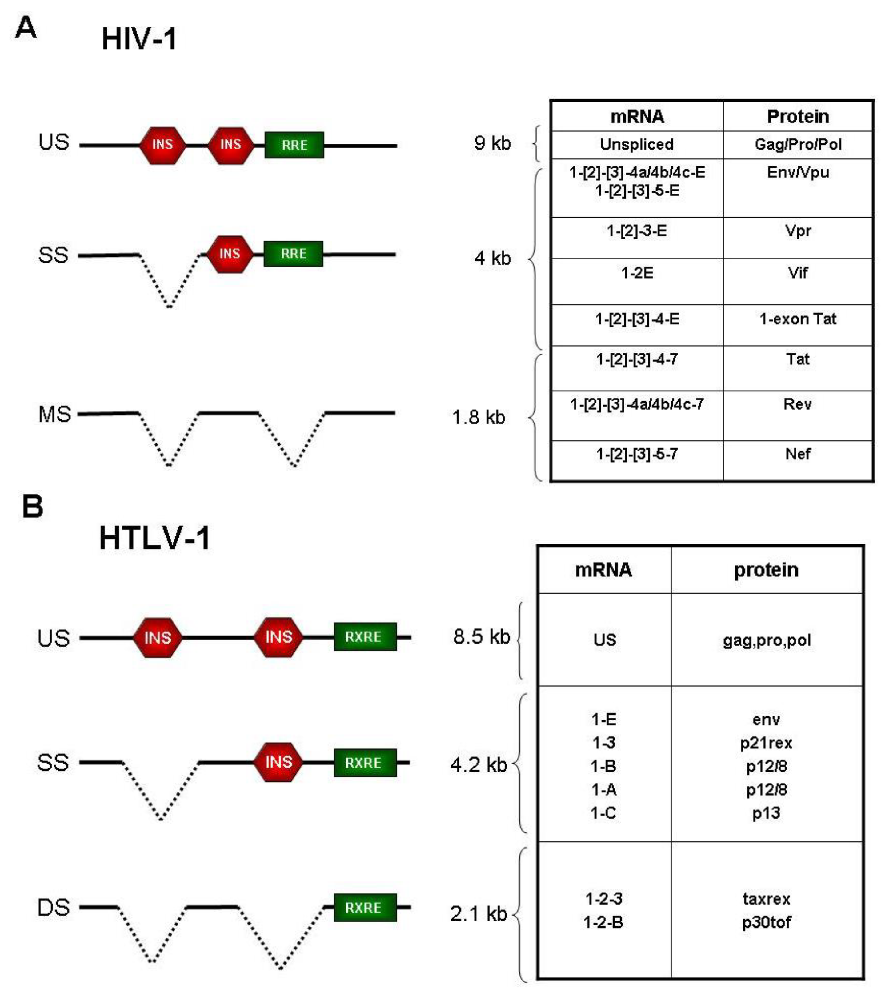 Viruses 03 01395 g001