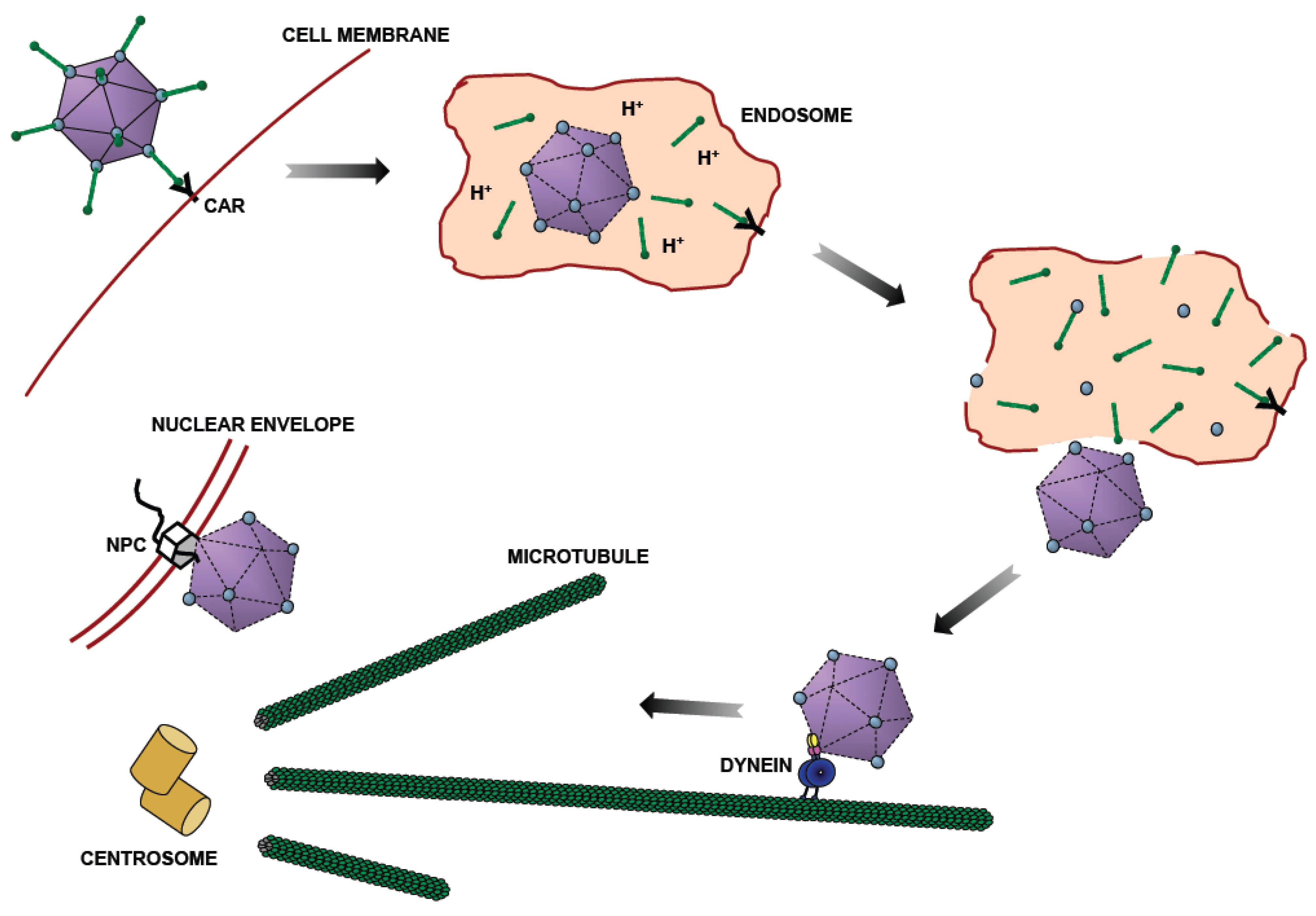 Viruses 03 01417 g001