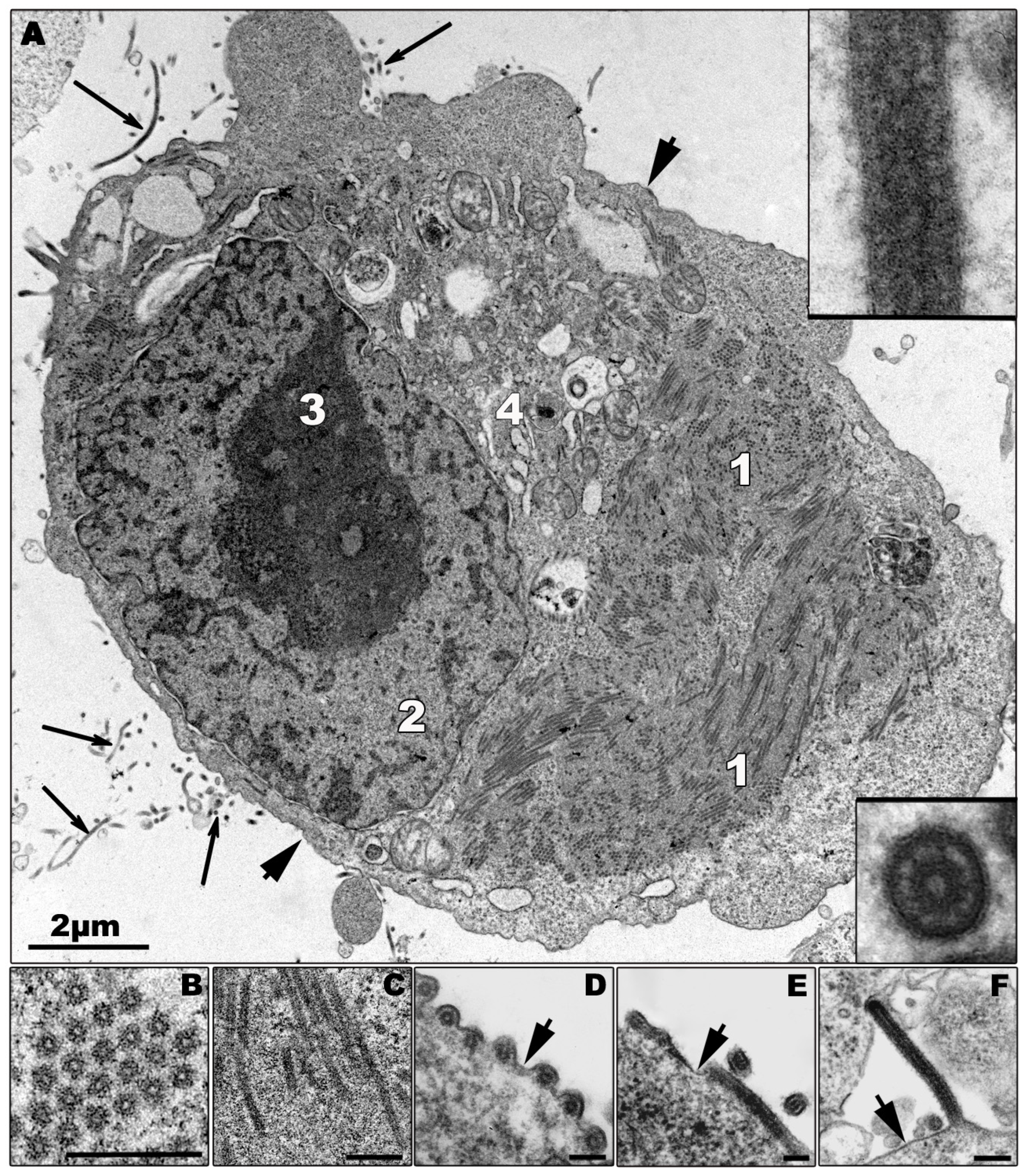 Viruses 03 01501 g002