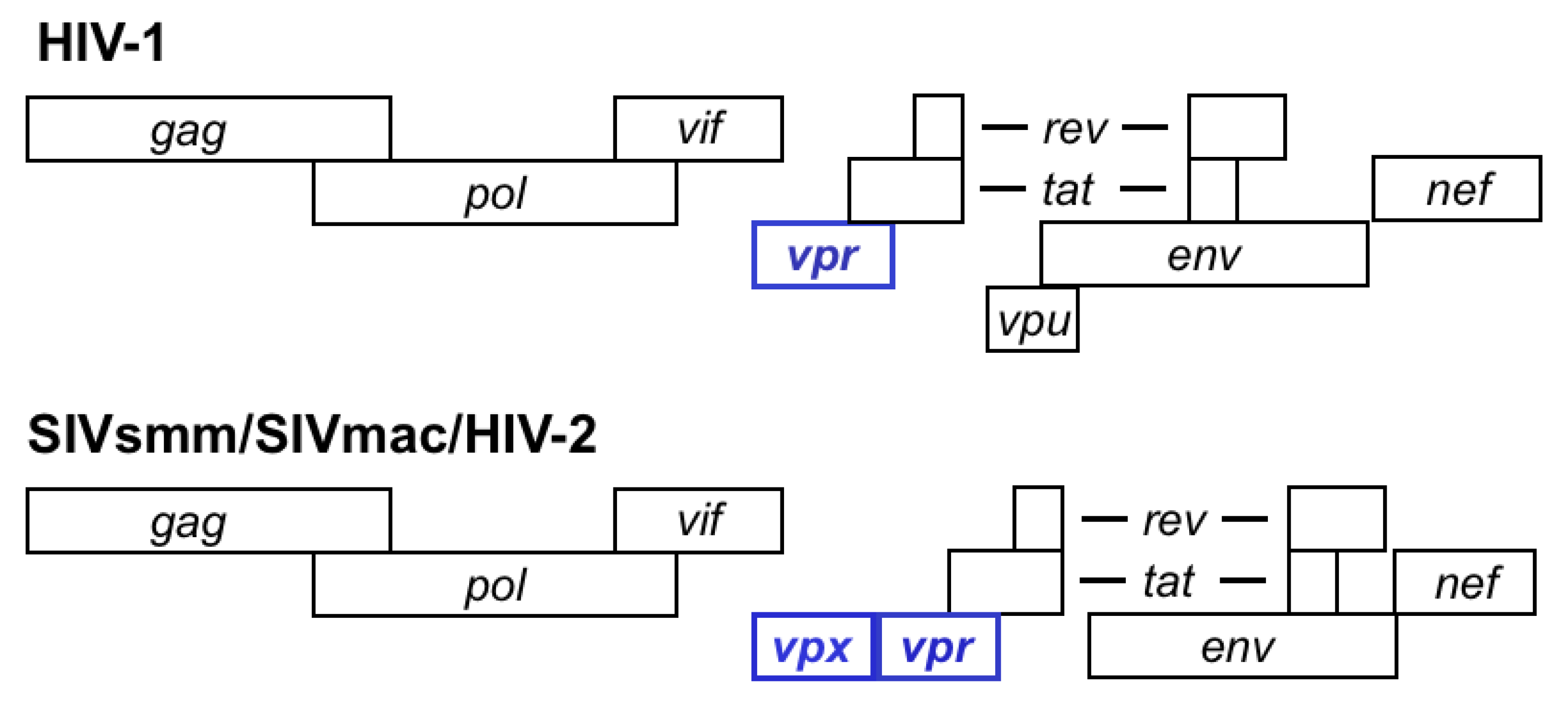 Viruses 03 01624 g001