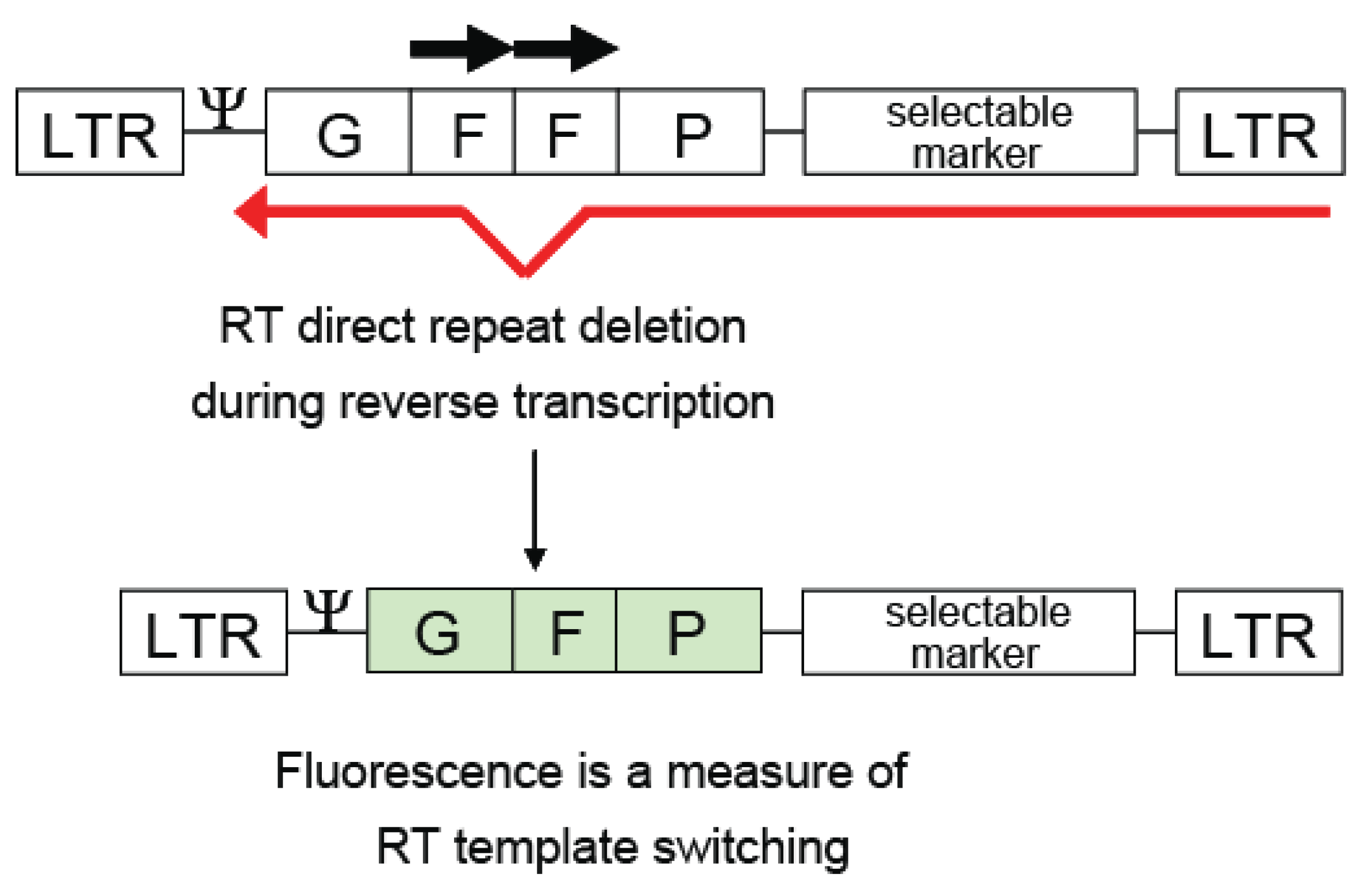 Viruses 03 01650 g004