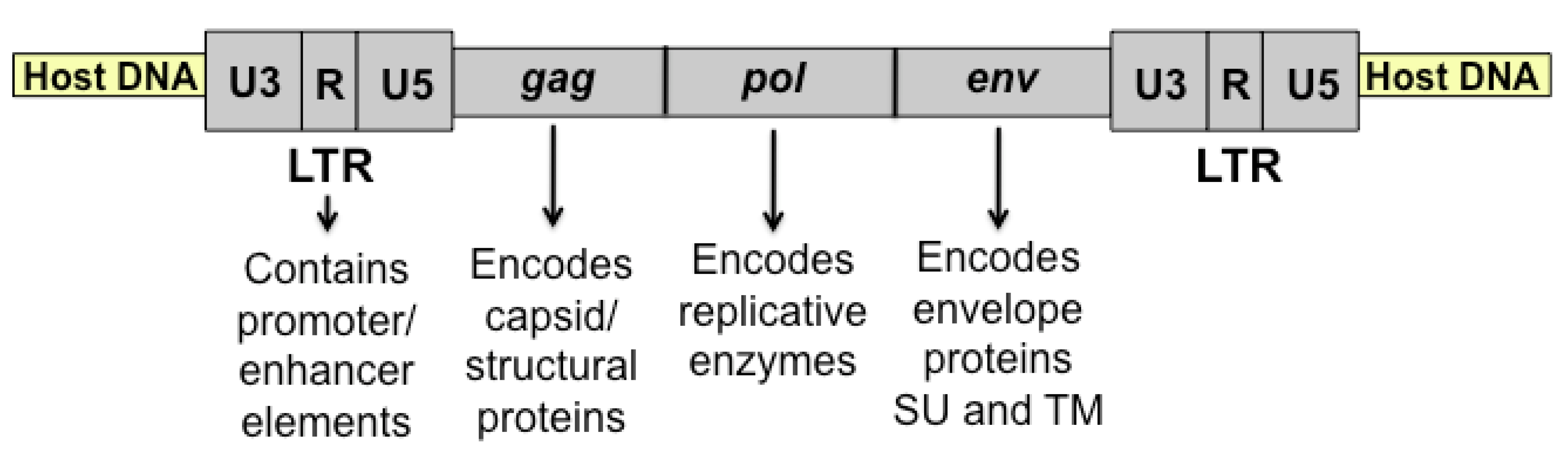 Viruses 03 01681 g001