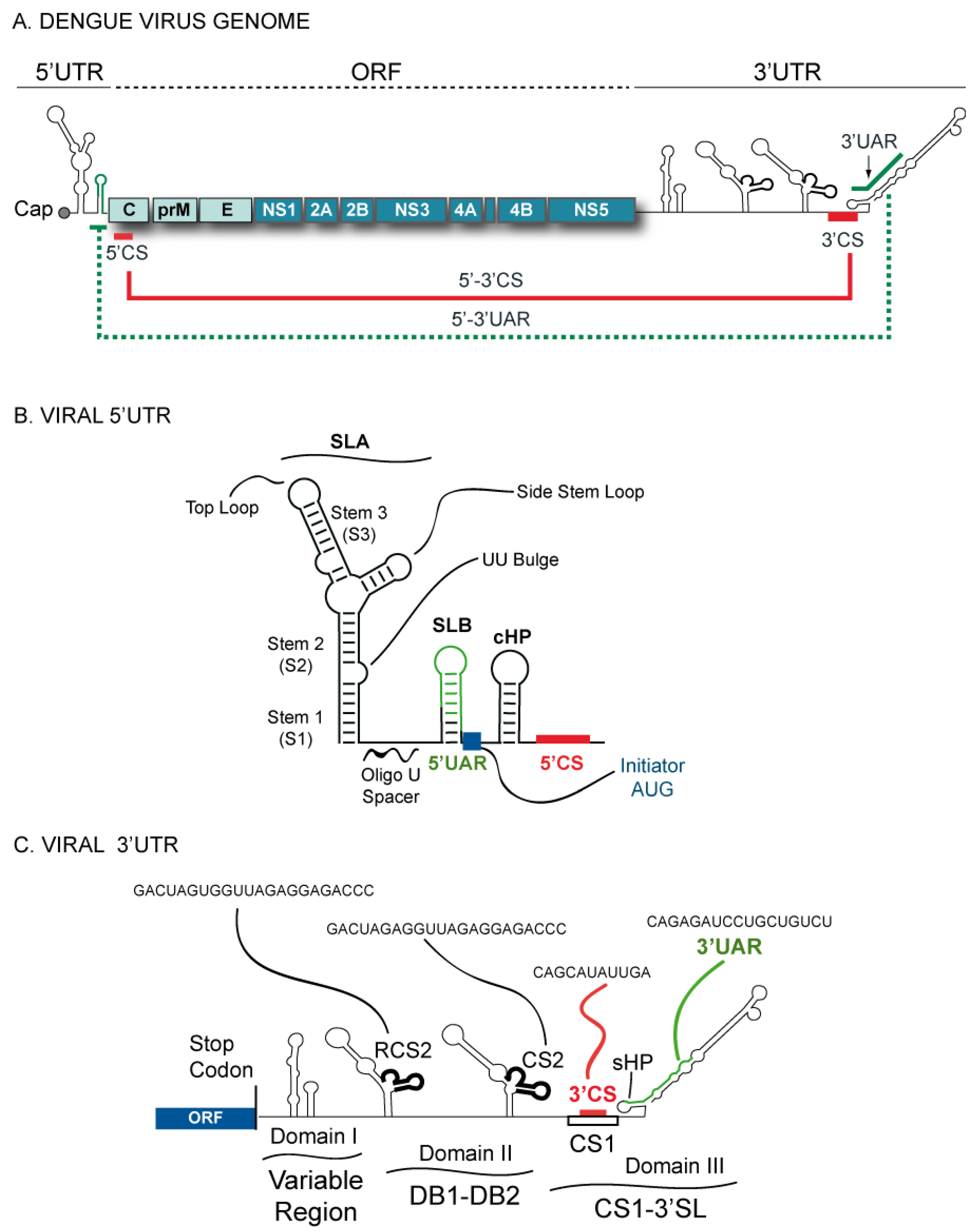 Viruses 03 01739 g001