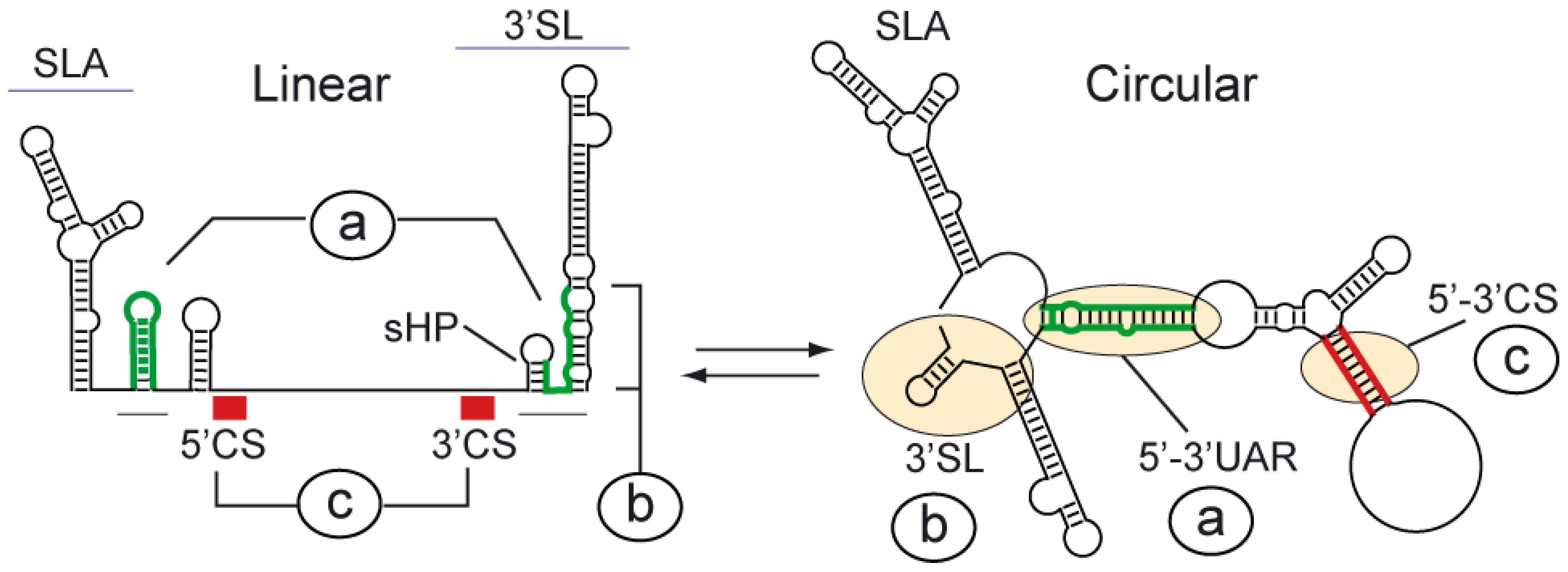 Viruses 03 01739 g002