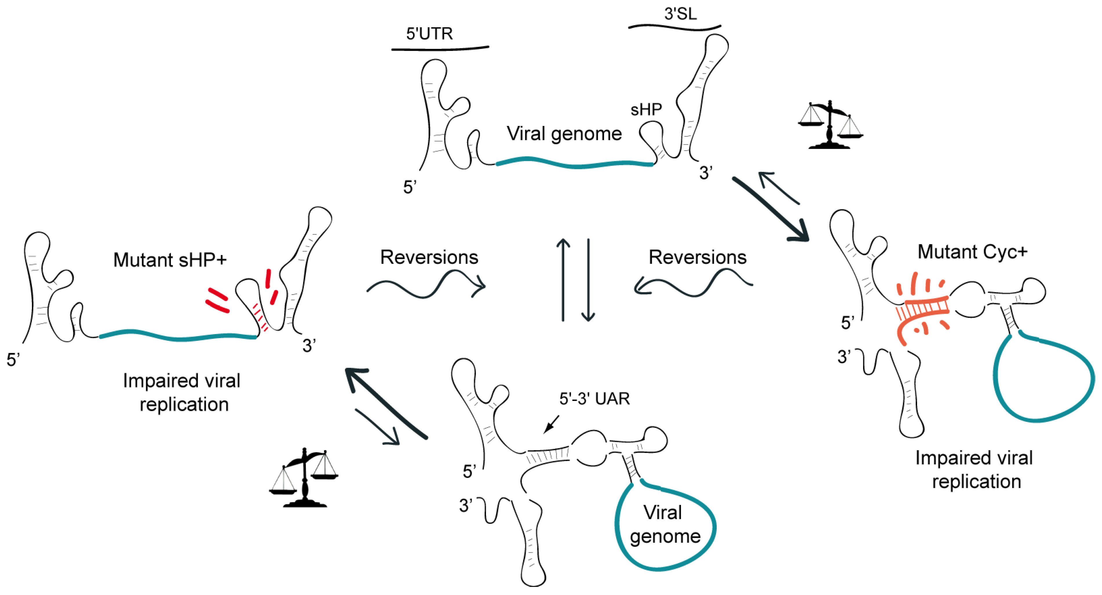 Viruses 03 01739 g004