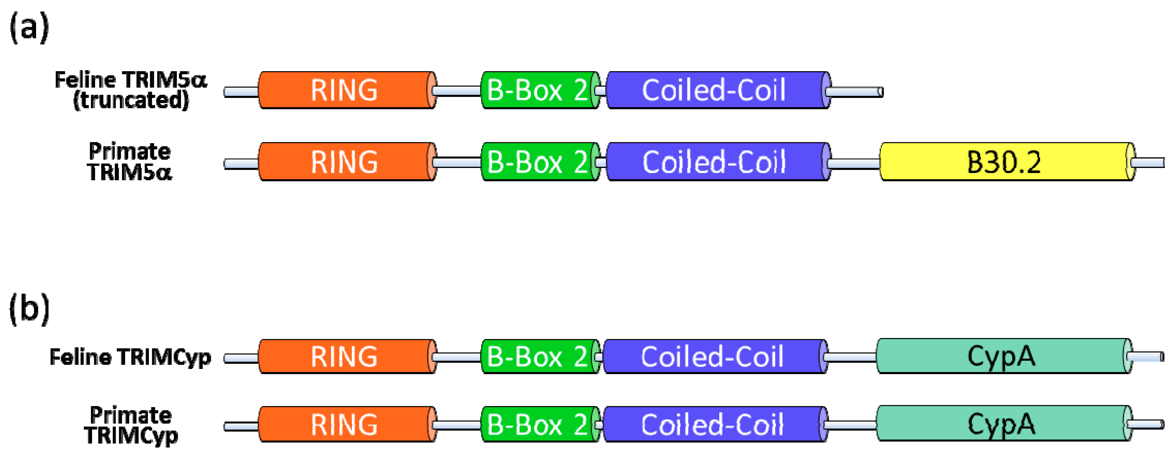 Viruses 03 01986 g003