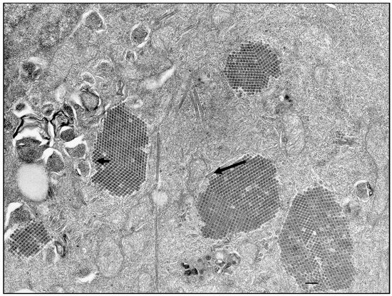 Viruses of Fish: An Overview of Significant Pathogens